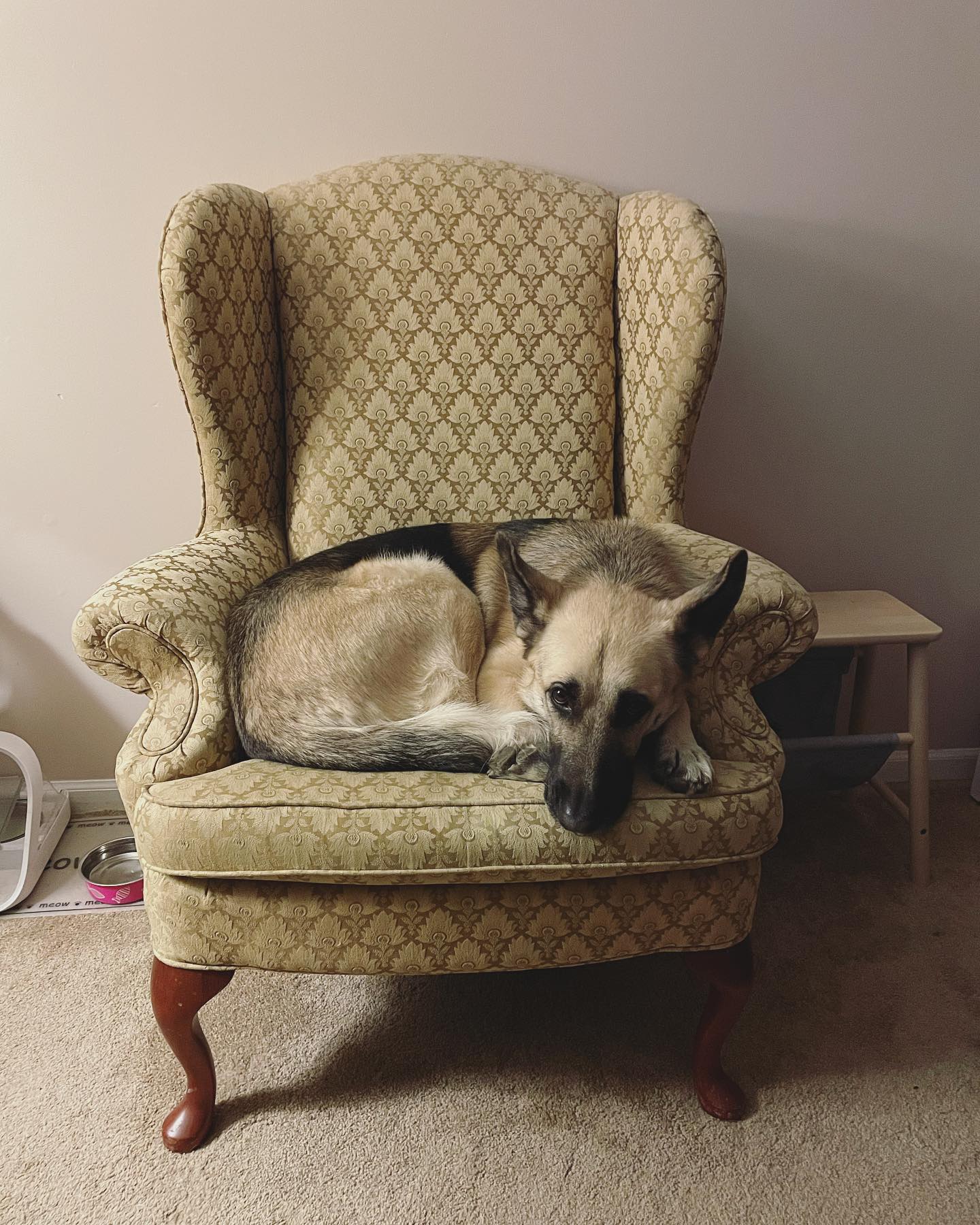 Nov 29, 2021: dramatic ⁣ ⁣ #germanshepherd #gsd #germanshepherdsofinstagram #germanshepherdsofig #gsdlove #gsdlife #dogsofinstagram #dogofig #dogstagram #dogsofinsta