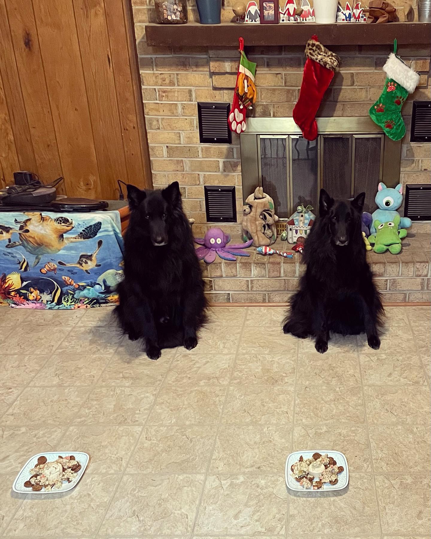 Dec 23, 2021: Sirius and Remus’ 8th birthday 🥳 🎂⁣ ⁣ #groenendael #belgianshepherd #belgianshepherdgroenendael #belgianshepherdsofinstagram #groenendaelsofinstagram #dogsofinstagra...