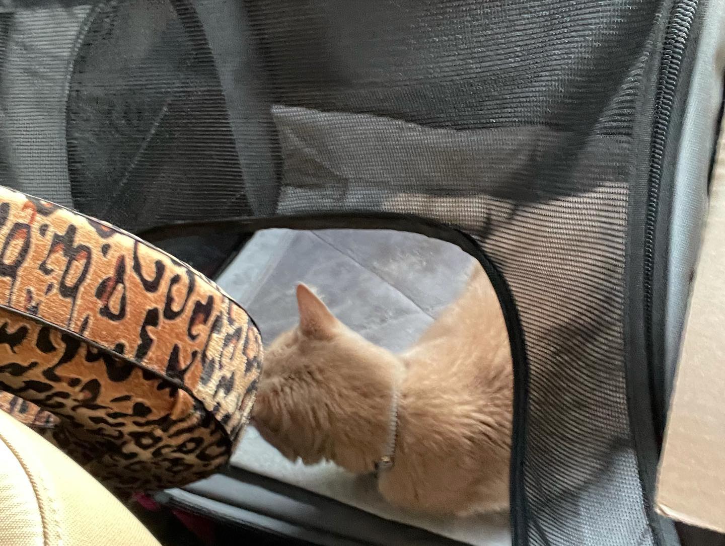 Dec 4-8, 2021: Gypsy and Rajah enduring a cross-country road trip from Virginia to Southern California ⁣ ⁣ #catsofinstagram #catsofig #catstagram #catsofinsta #orangetabby #orange...