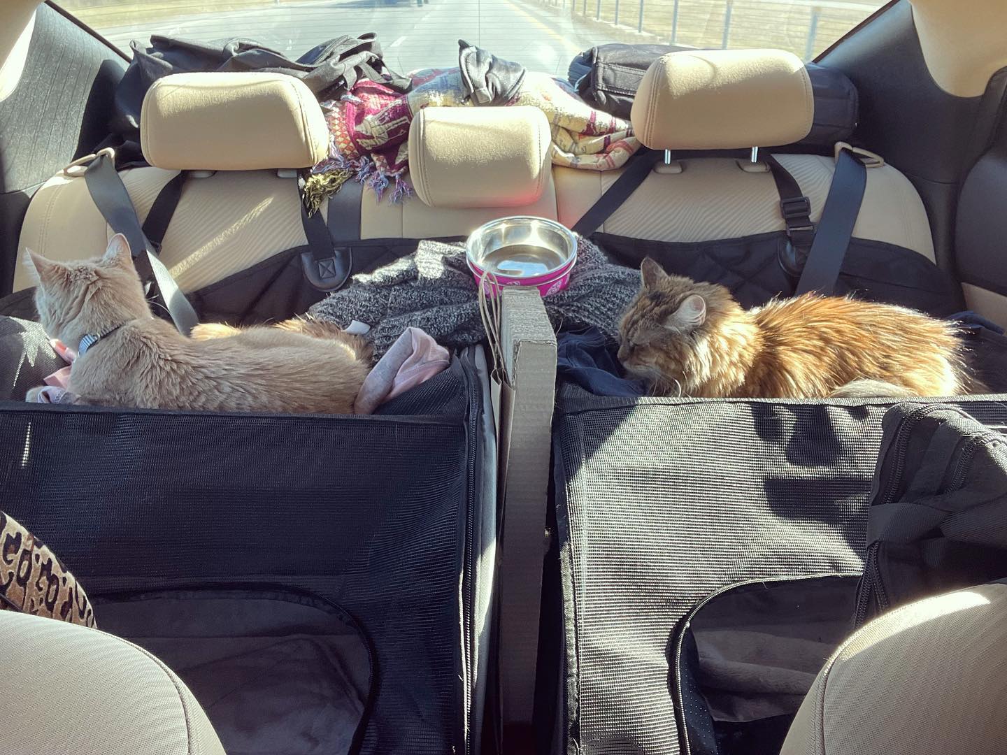 Dec 4-8, 2021: Gypsy and Rajah enduring a cross-country road trip from Virginia to Southern California ⁣ ⁣ #catsofinstagram #catsofig #catstagram #catsofinsta #orangetabby #orange...