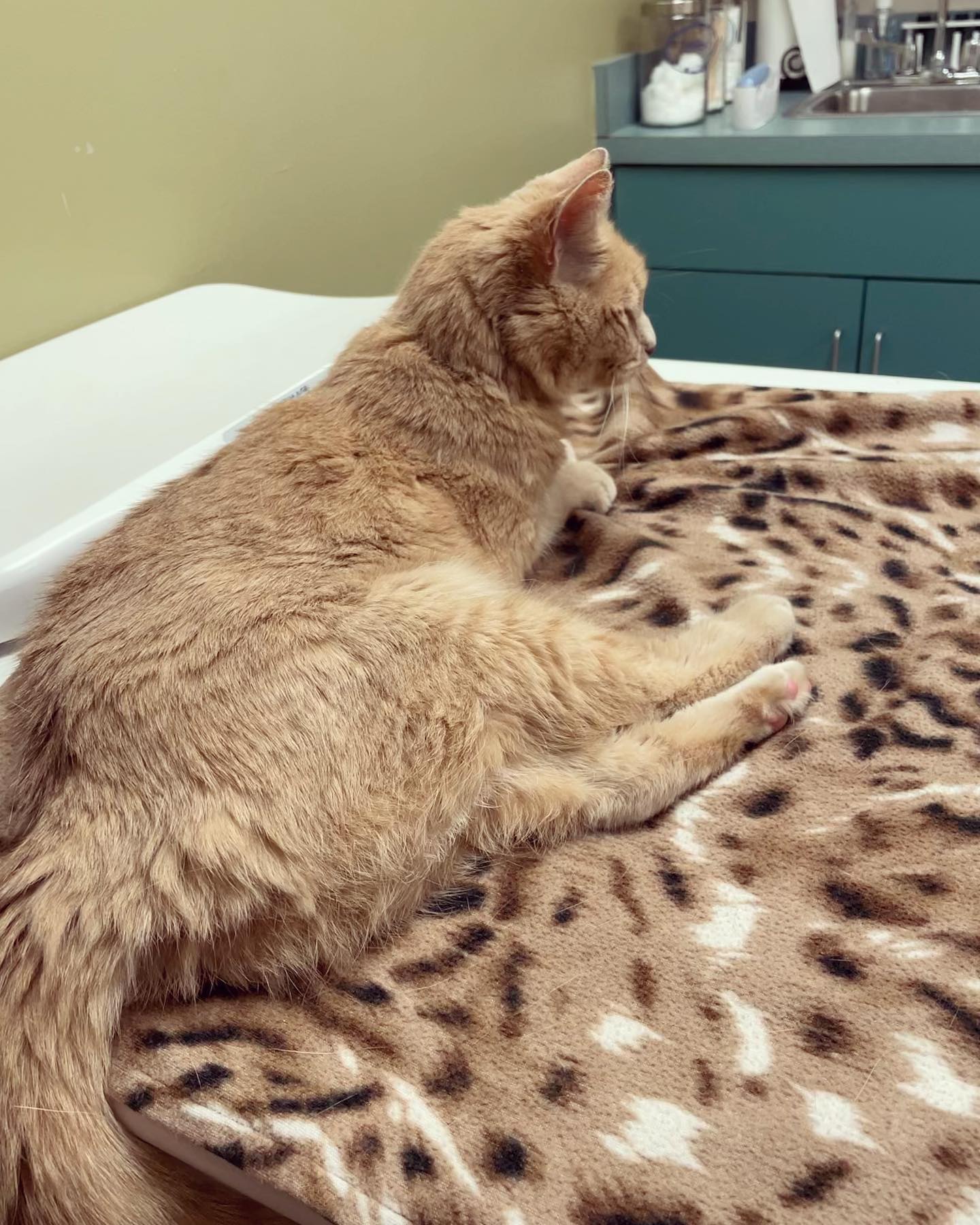 Nov 10, 2021: Rajah is such a good girl, even at the vet she’s incredibly lovey. ⁣ Not great news at this vet visit tho, as Rajah has been diagnosed with hyperthyroidism 😕 Now tha...