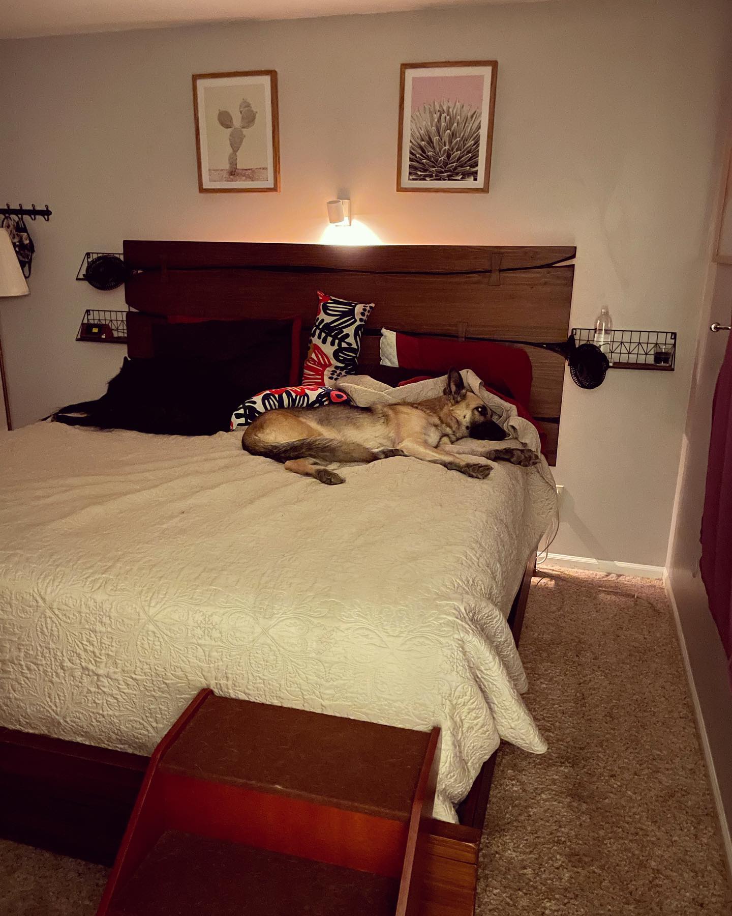 Nov 11, 2021: Loki and Remus hogging the pillows ⁣ ⁣ #germanshepherd #gsd #gsdlove #belgianshepherd #belgianshepherdgroenendael #groenendael #dogsofinstagram #dogsofinsta #dogstag...