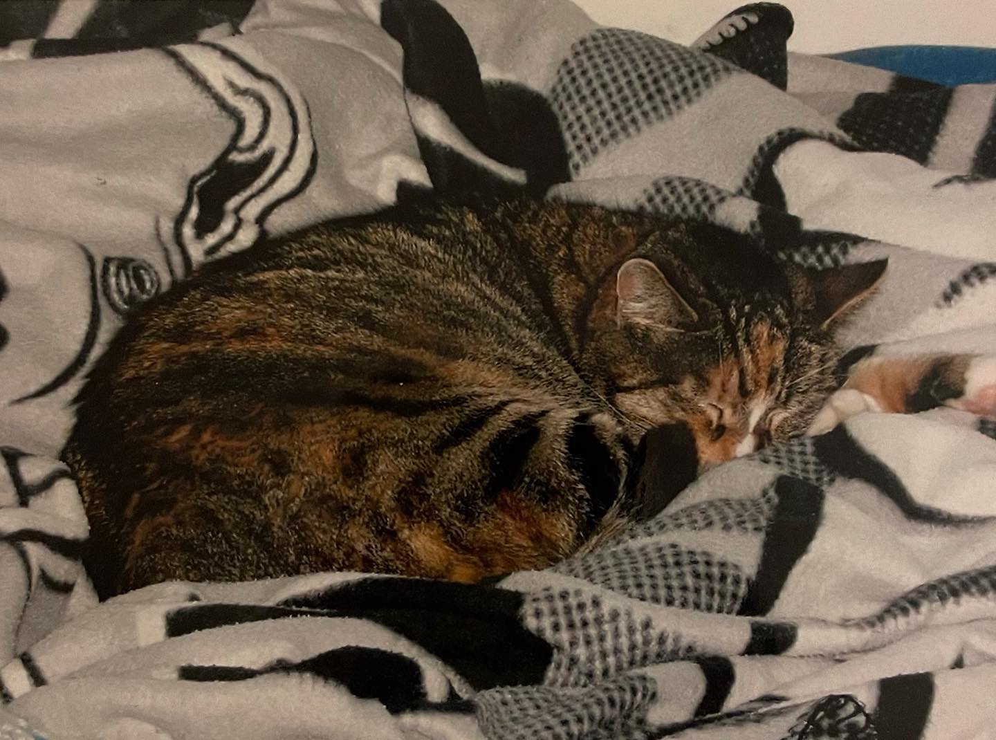 Unisys Annie Marie Kathy Rachel Henry Eddie Cherry Madonna Moore ❤️⁣ My first cat, adopted from a rescue as my 7th birthday present in February 1998. ⁣ RIP January 2012 🪦 ⁣ ⁣ #res...