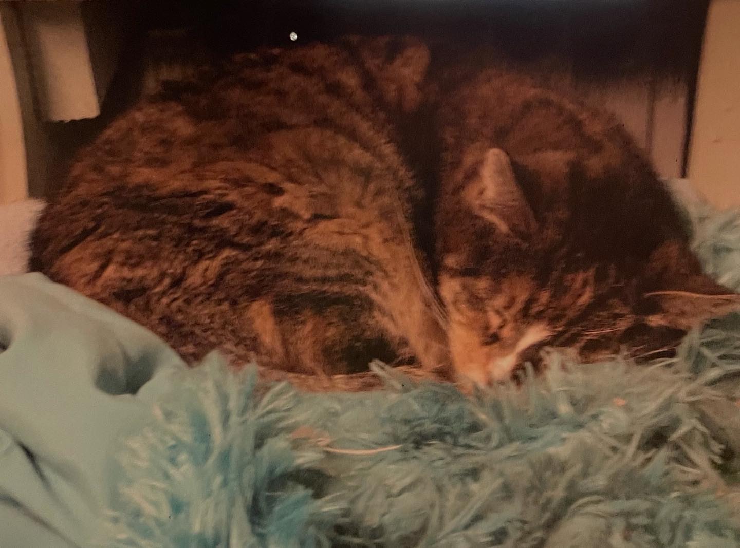 Unisys Annie Marie Kathy Rachel Henry Eddie Cherry Madonna Moore ❤️⁣ My first cat, adopted from a rescue as my 7th birthday present in February 1998. ⁣ RIP January 2012 🪦 ⁣ ⁣ #res...