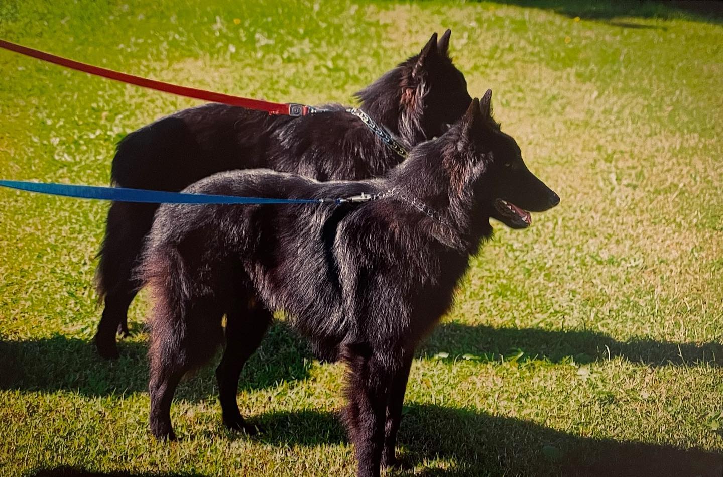 2014 ⁣ ⁣ #belgianshepherd #groenendael #belgianshepherdgroenendael #belgianshepherdsofinstagram #groenendaelsofinstagram #dogsofinstagram #dogsofinsta #dogsofig #dogstagram