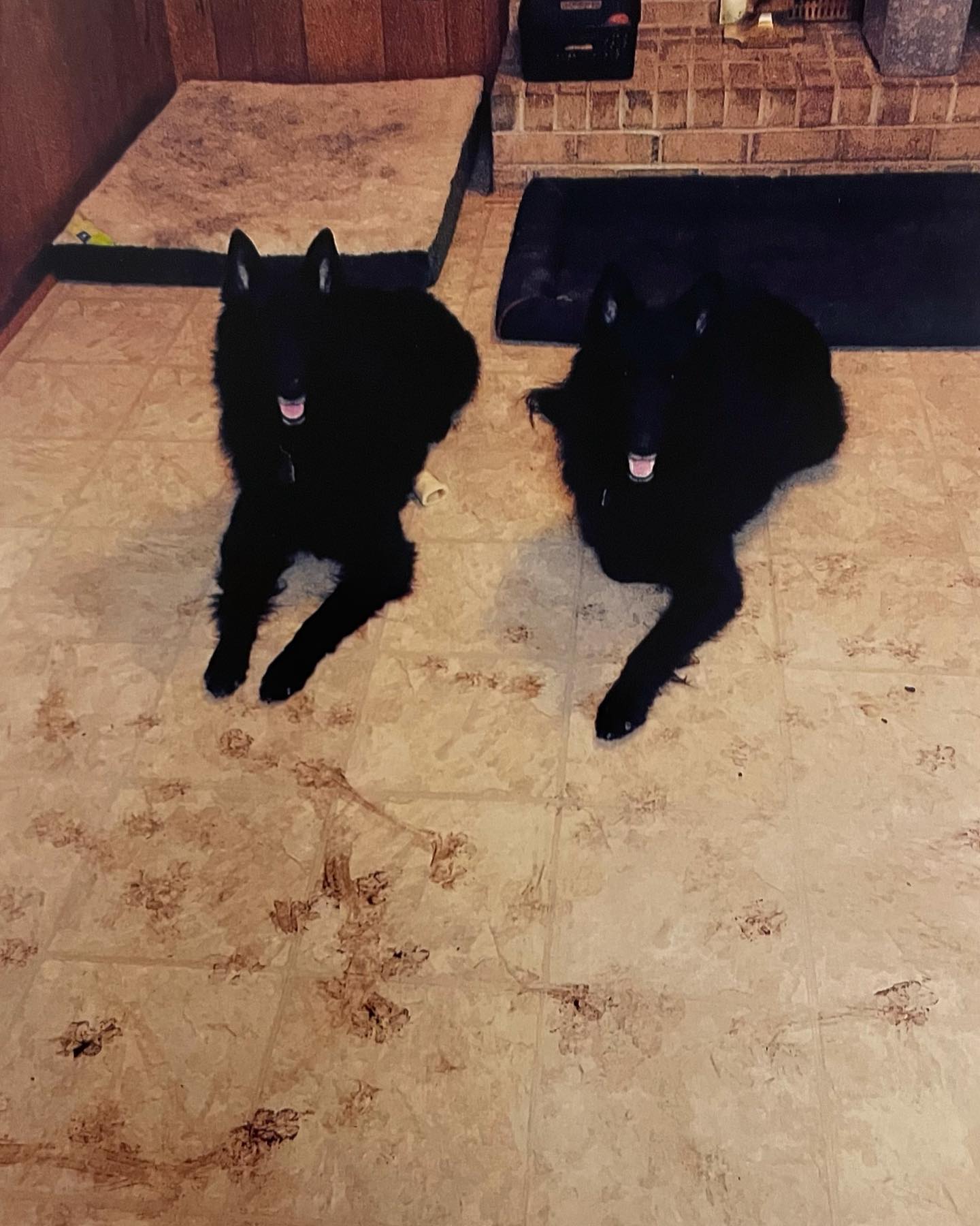 Snow dogs ☃️ 2016 ❄️⁣ ⁣ #belgianshepherd #groenendael #belgianshepherdgroenendael #belgianshepherdofinstagram #groenendaelsofinstagram #dogsofinstagram #dogsofinsta #dogsofig #dog...