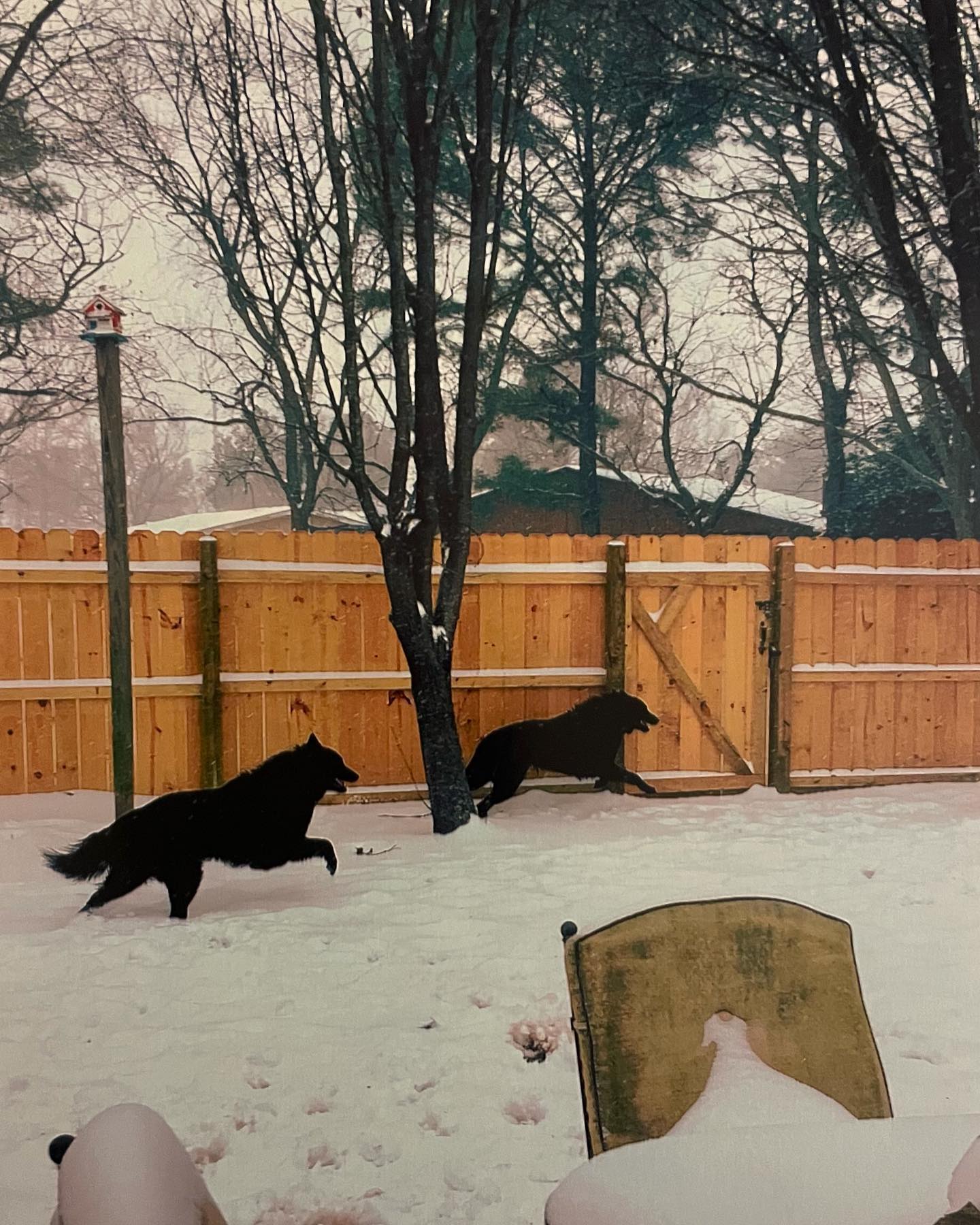Snow dogs ☃️ 2016 ❄️⁣ ⁣ #belgianshepherd #groenendael #belgianshepherdgroenendael #belgianshepherdofinstagram #groenendaelsofinstagram #dogsofinstagram #dogsofinsta #dogsofig #dog...