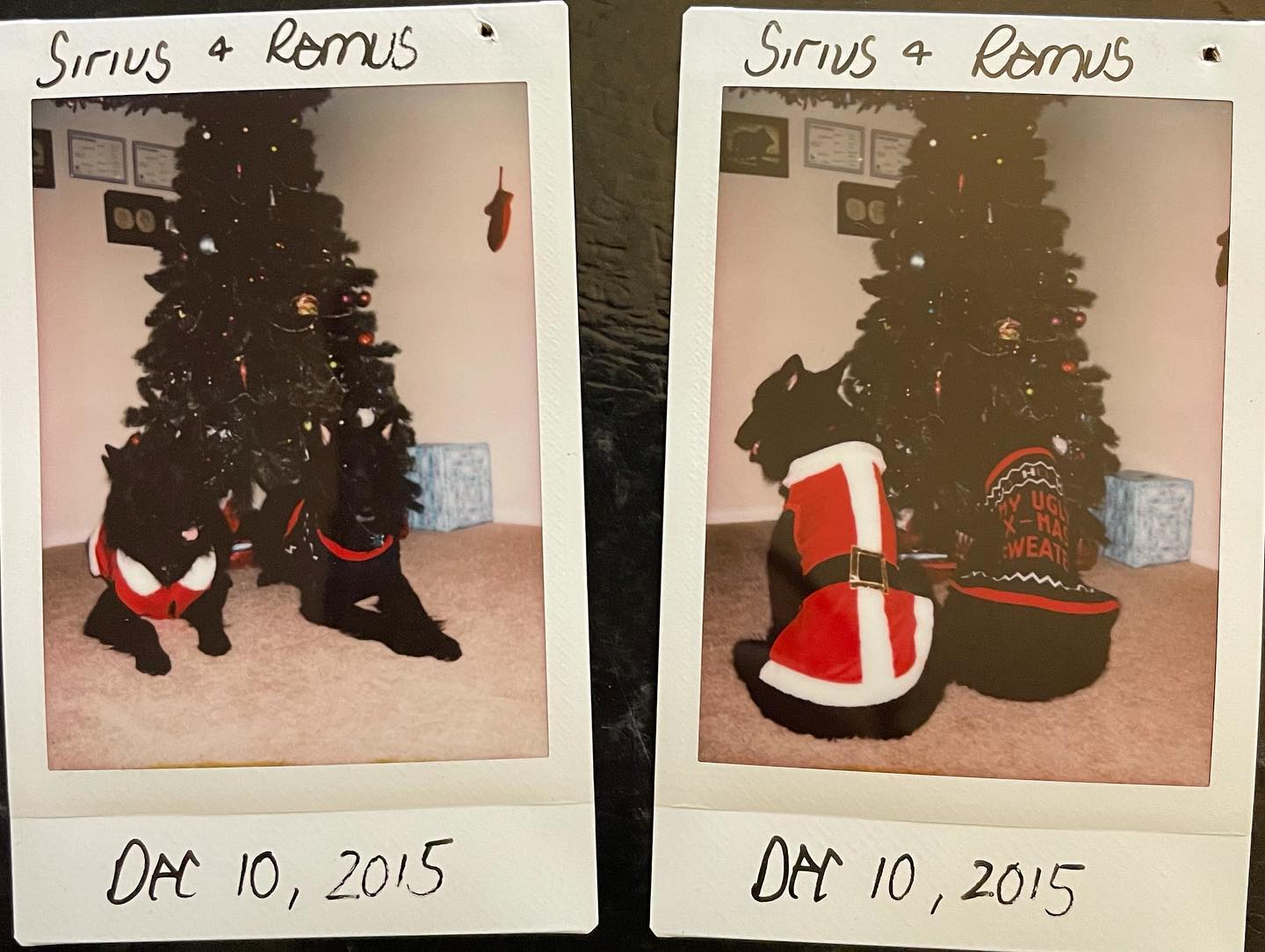Sirius and Remus, Christmas dogs ⁣⁣ 2014 & 2015 ⁣⁣ ⁣⁣ #belgianshepherd #groenendael #belgianshepherdgroenendael #belgianshepherdofinstagram #groenendaelofinstagram #dogsofinstagra...