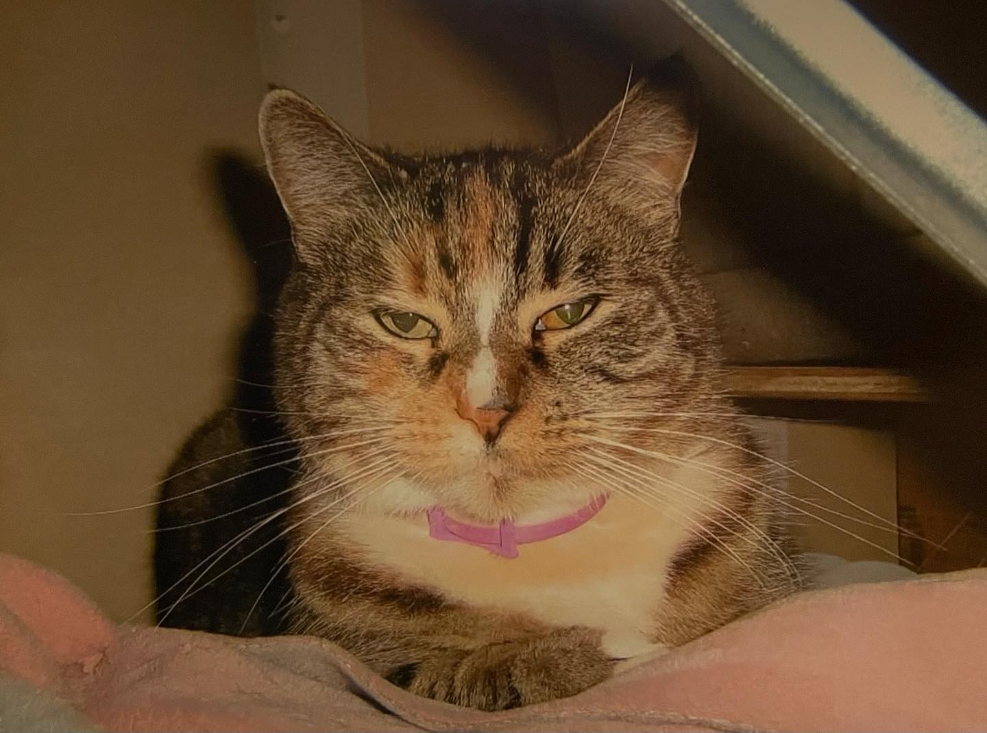 Unisys Annie Marie Kathy Rachel Henry Eddie Cherry Madonna Moore ❤️⁣ My first cat, adopted from a rescue as my 7th birthday present in February 1998. ⁣ RIP January 2012 🪦 ⁣ ⁣ #res...