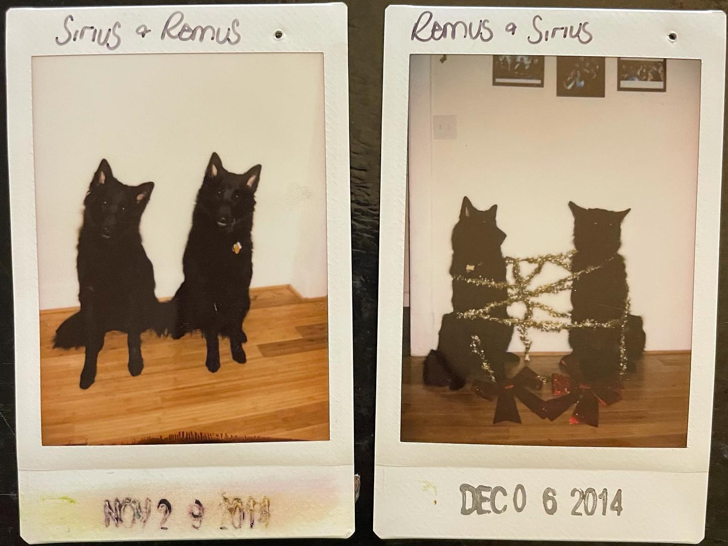 Sirius and Remus, Christmas dogs ⁣⁣ 2014 & 2015 ⁣⁣ ⁣⁣ #belgianshepherd #groenendael #belgianshepherdgroenendael #belgianshepherdofinstagram #groenendaelofinstagram #dogsofinstagra...