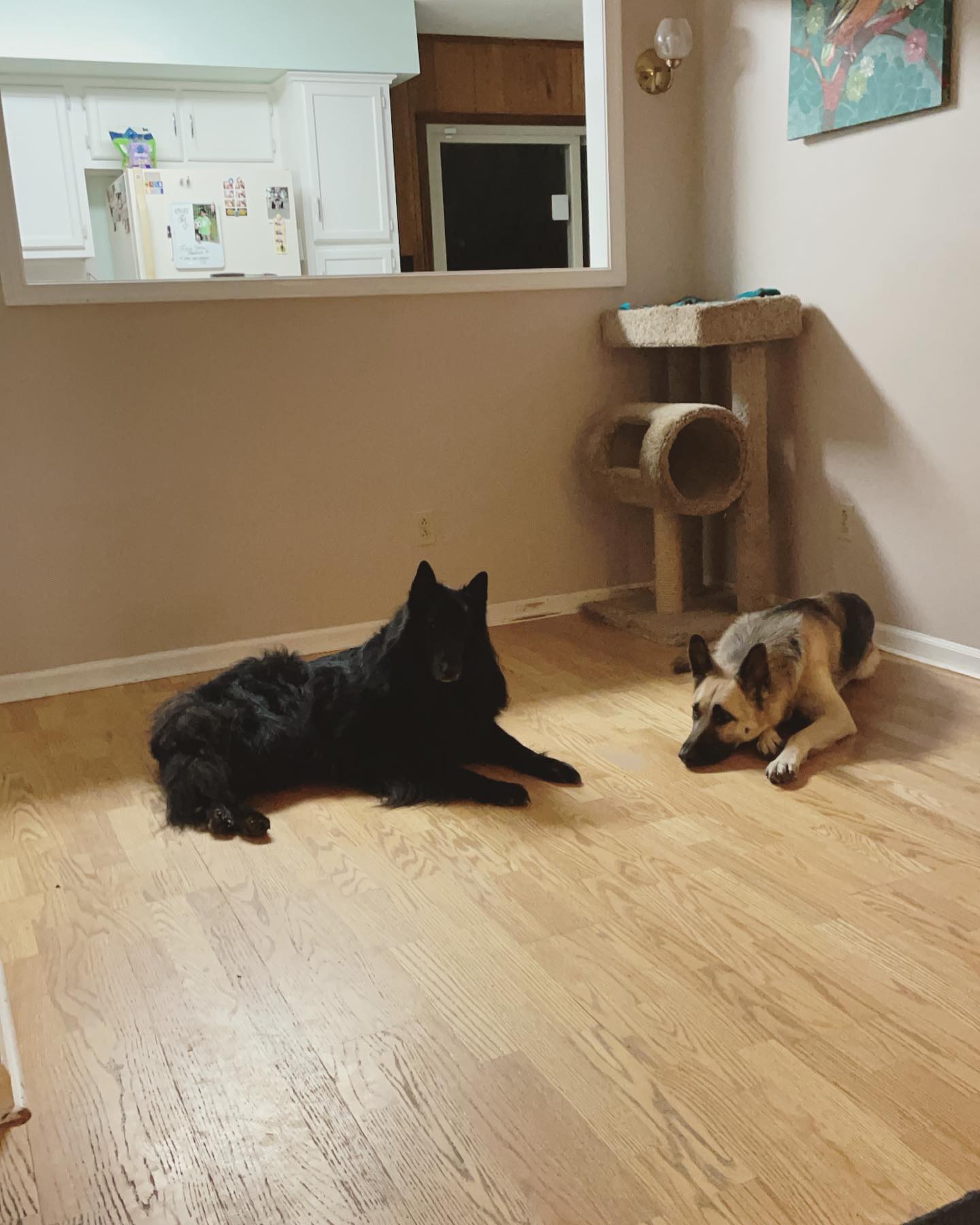 Dec 30, 2021: First the couch, now the dining table? ⁣ Sooooooomething fishy’s going on here 🤔 ⁣ ⁣ #germanshepherd #gsd #gsdlove #belgianshepherd #belgianshepherdgroenendael #groe...