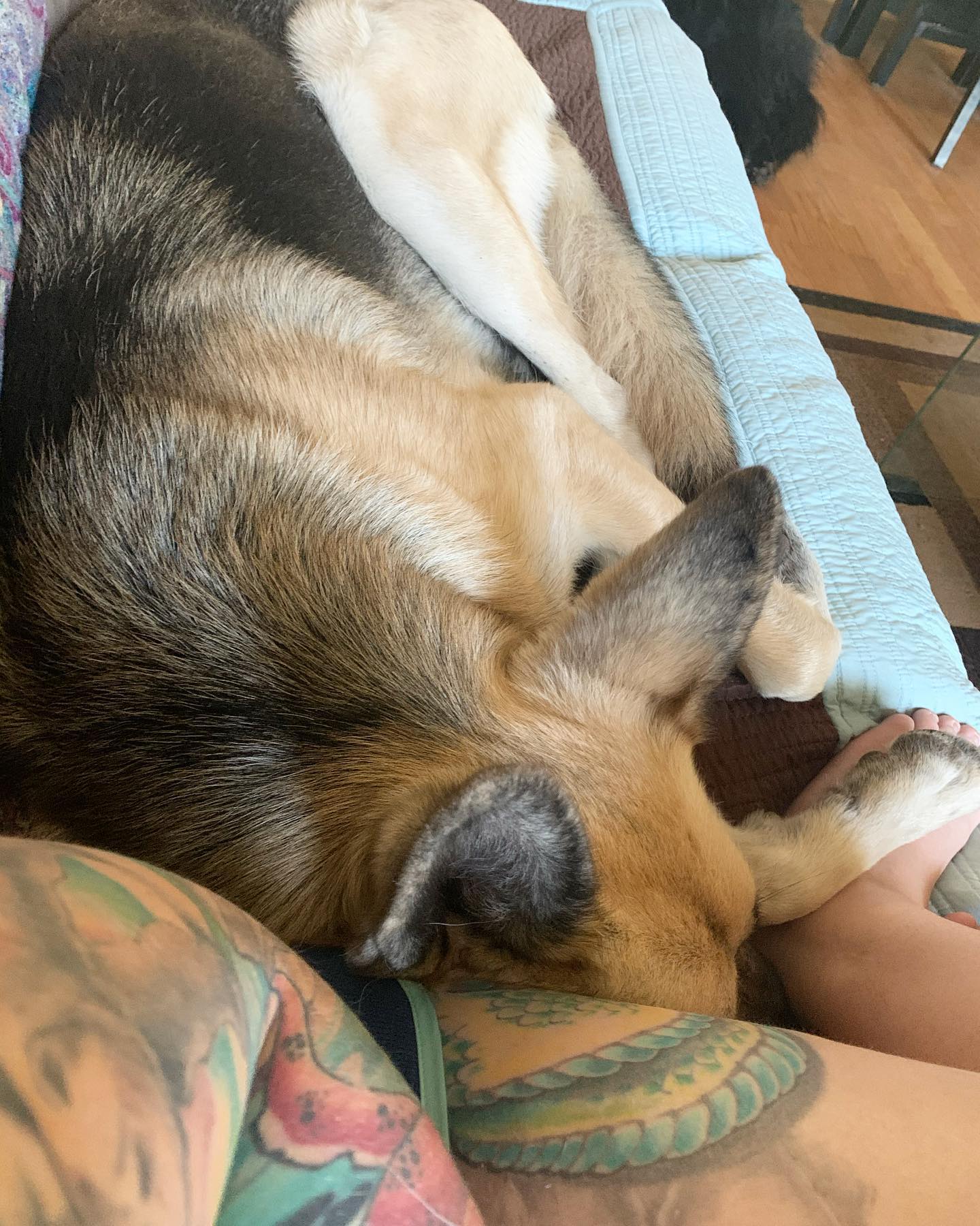 2020: The only reason I miss that old, beat up couch is because of this. ⁣ I call this the “Loki the butt nuzzler” chronicles 🍑⁣ ⁣ #germanshepherd #gsd #gsdlove #gsdlife #gsdofins...
