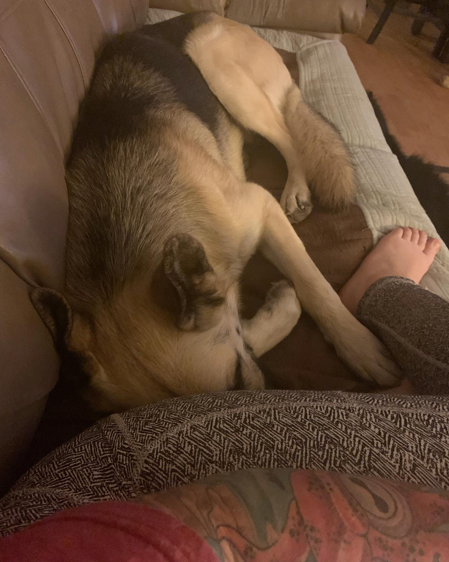 2020: The only reason I miss that old, beat up couch is because of this. ⁣ I call this the “Loki the butt nuzzler” chronicles 🍑⁣ ⁣ #germanshepherd #gsd #gsdlove #gsdlife #gsdofins...