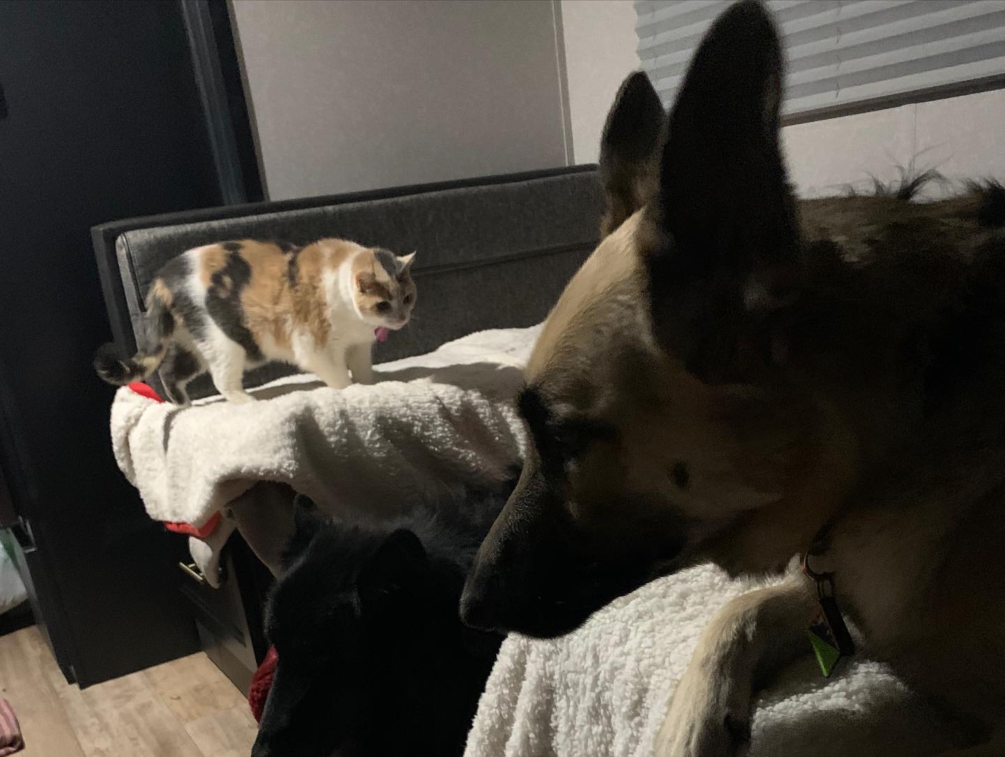 January 19-23, 2022: Cross-country drive from Virginia to Southern California ⁣ ⁣ #germanshepherd #gsd #belgianshepherd #groenendael #dogsofinstagram #dilutedcalico #calicocat #ca...