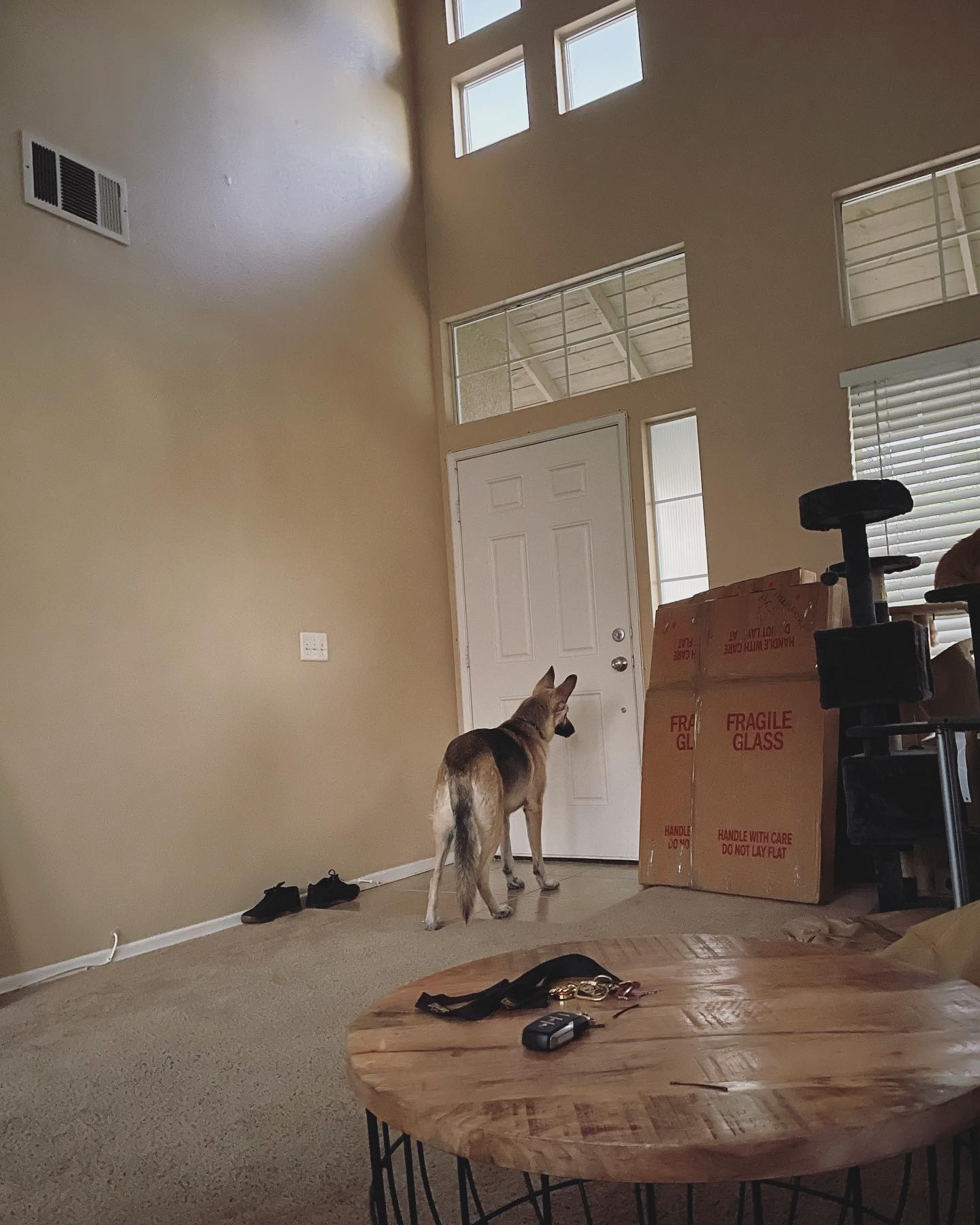 January 24, 2022: Loki wondering why he’s in this strange house? And where did his dad go? (work, btw). And where are all of his toys? 🤔 ⁣ ⁣ #moving #germanshepherd #gsd #gsdlove...