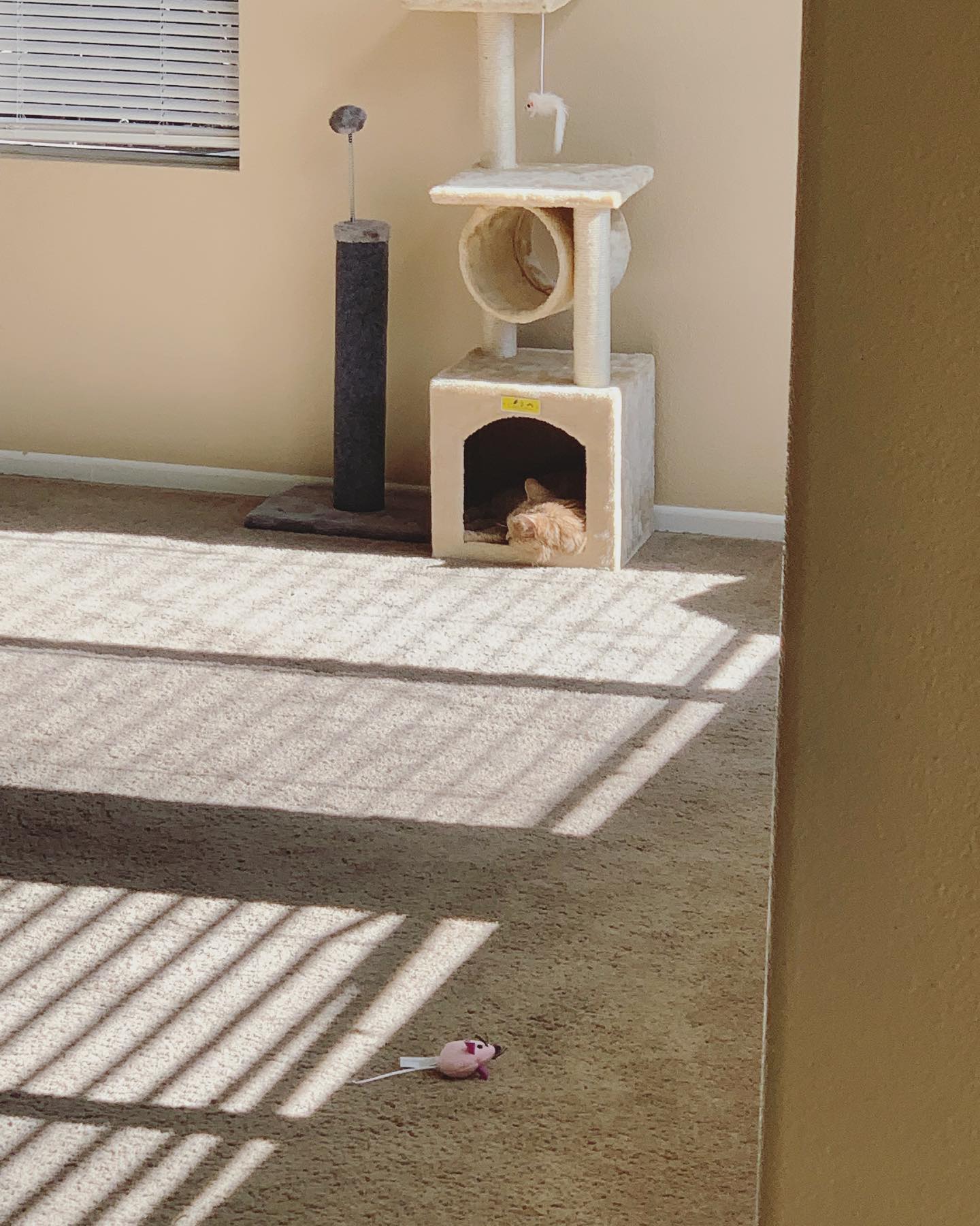 January 1, 2022: Rajah enjoying her new cat tower ⁣ ⁣ #orangecat #orangetabby #orangetabbycat #tabby #tabbycat #tabbycatsofinstagram #catsofinstagram #catsofinsta #catstagram #cat...