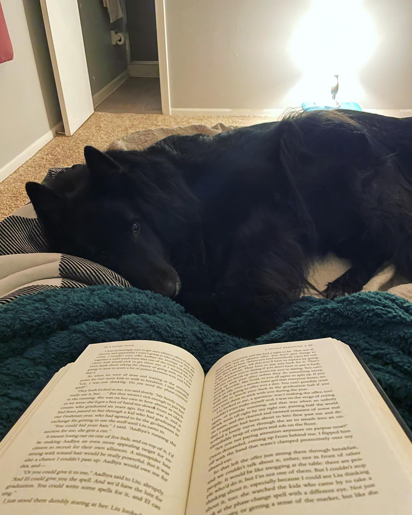 January 12, 2022: snuggle time ⁣ ⁣ #belgianshepherd #belgianshepherdgroenendael #groenendael #groenendaelsofinstagram #dogsofinstagram #dogsofinsta #dogstagram #dogsofig #dogsnugg...