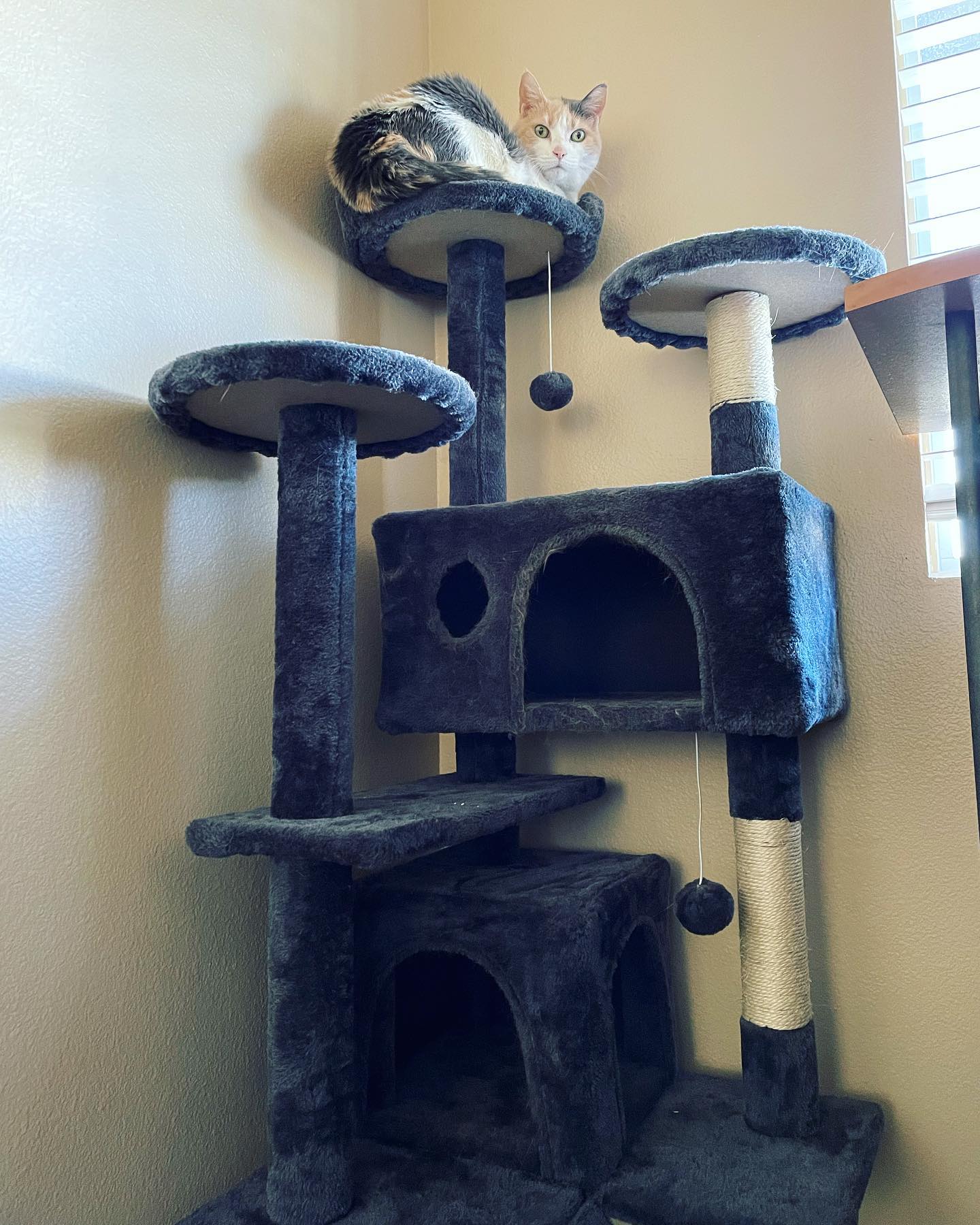 February 2, 2022: Razzle dazzle ⁣ ⁣ #calico #calicocat #dilutedcalico #dilutecalico #dilutecalicocatsofinstagram #calicocatsofinstagram #catsofinstagram #catsofinsta #catstagram #...