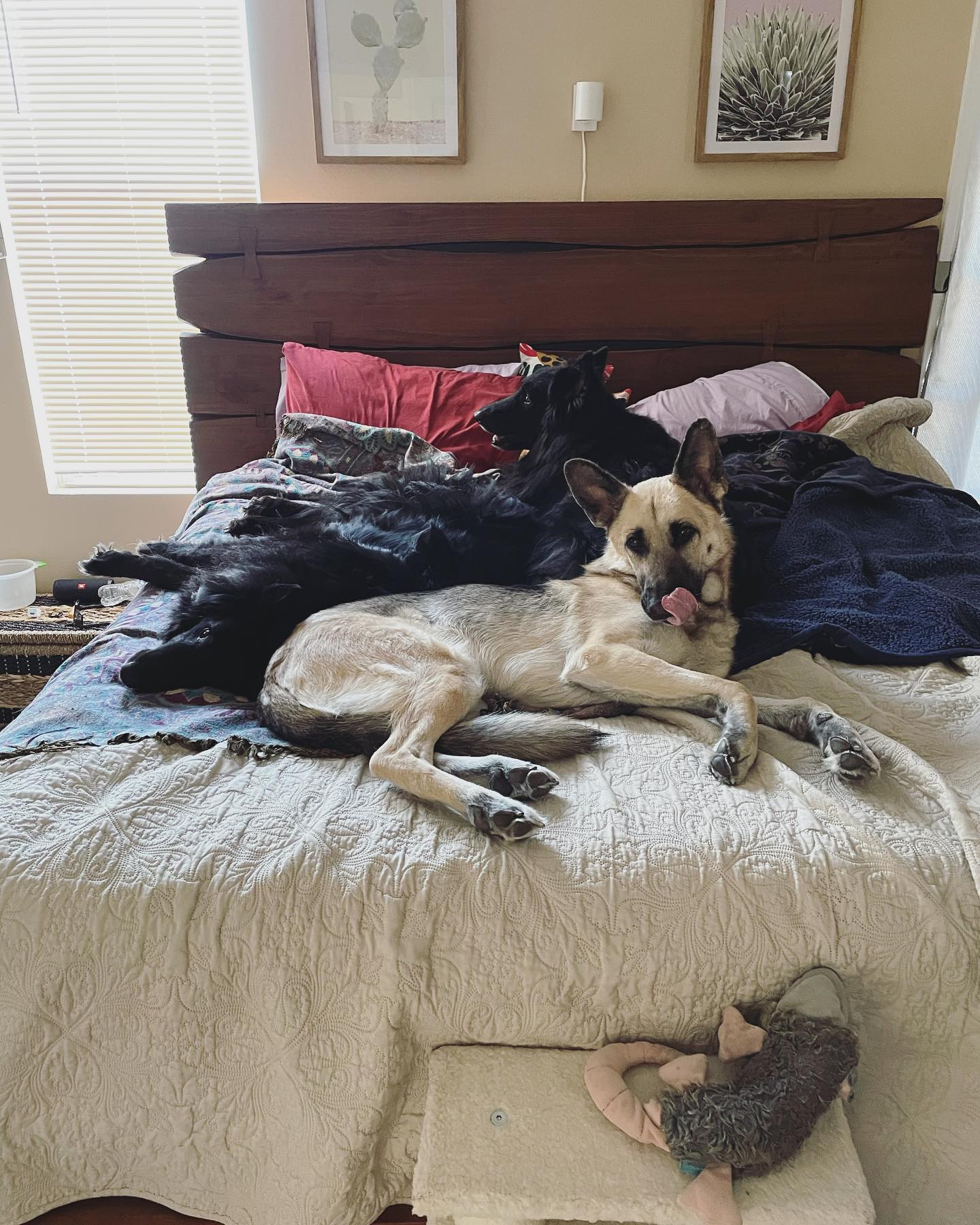 Feb 28, 2022: Mom was in Virginia getting our old house ready to sell, and now we’re making up for all the cuddles we missed while she was gone! ⁣ ⁣ #germanshepherd #gsd #gsdofins...