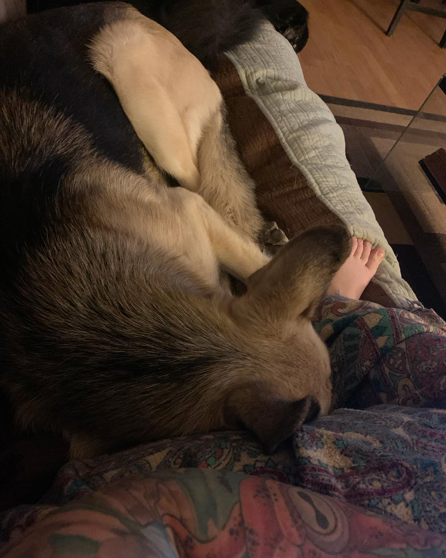 2020: The only reason I miss that old, beat up couch is because of this. ⁣ I call this the “Loki the butt nuzzler” chronicles 🍑⁣ ⁣ #germanshepherd #gsd #gsdlove #gsdlife #gsdofins...