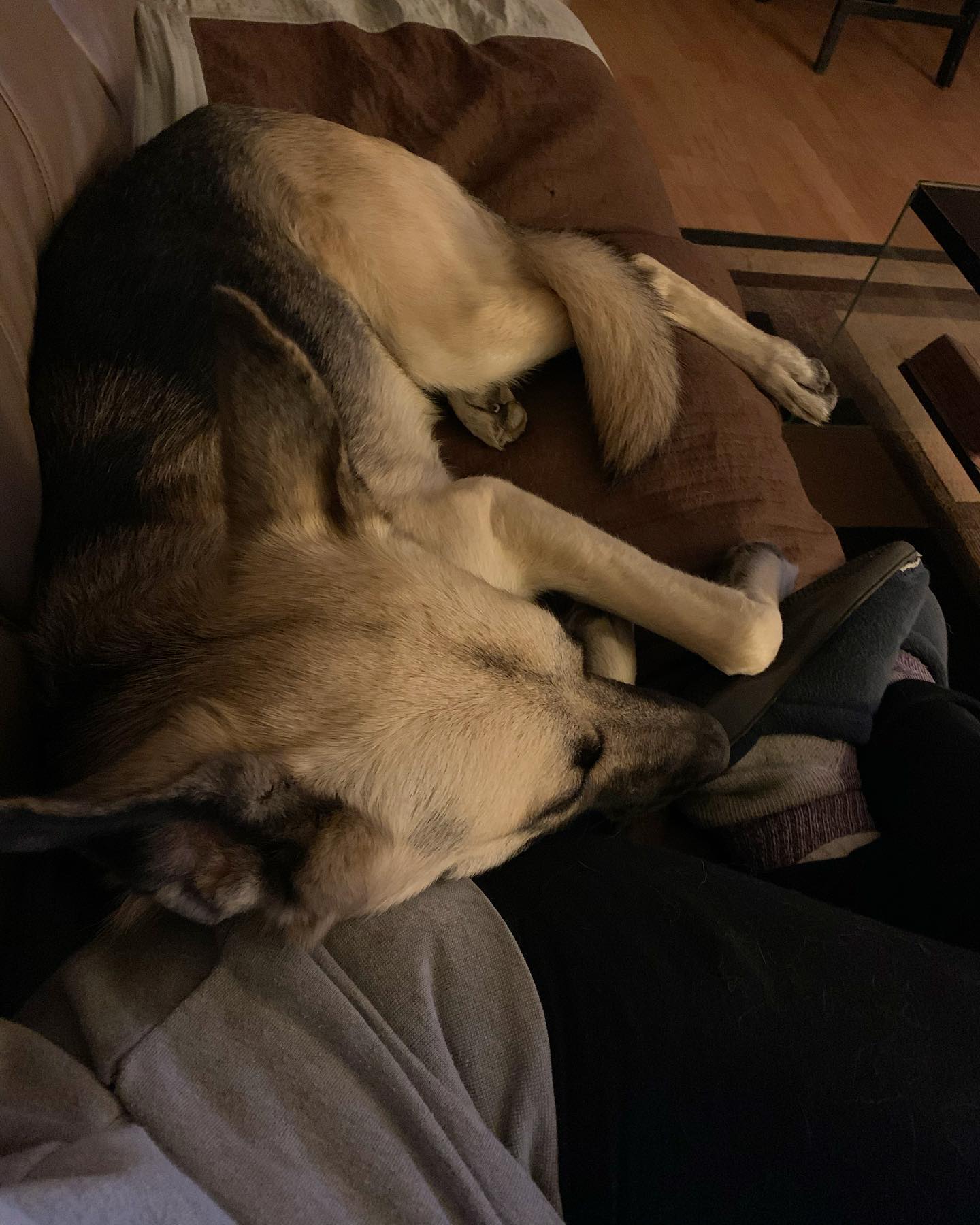 2020: The only reason I miss that old, beat up couch is because of this. ⁣ I call this the “Loki the butt nuzzler” chronicles 🍑⁣ ⁣ #germanshepherd #gsd #gsdlove #gsdlife #gsdofins...