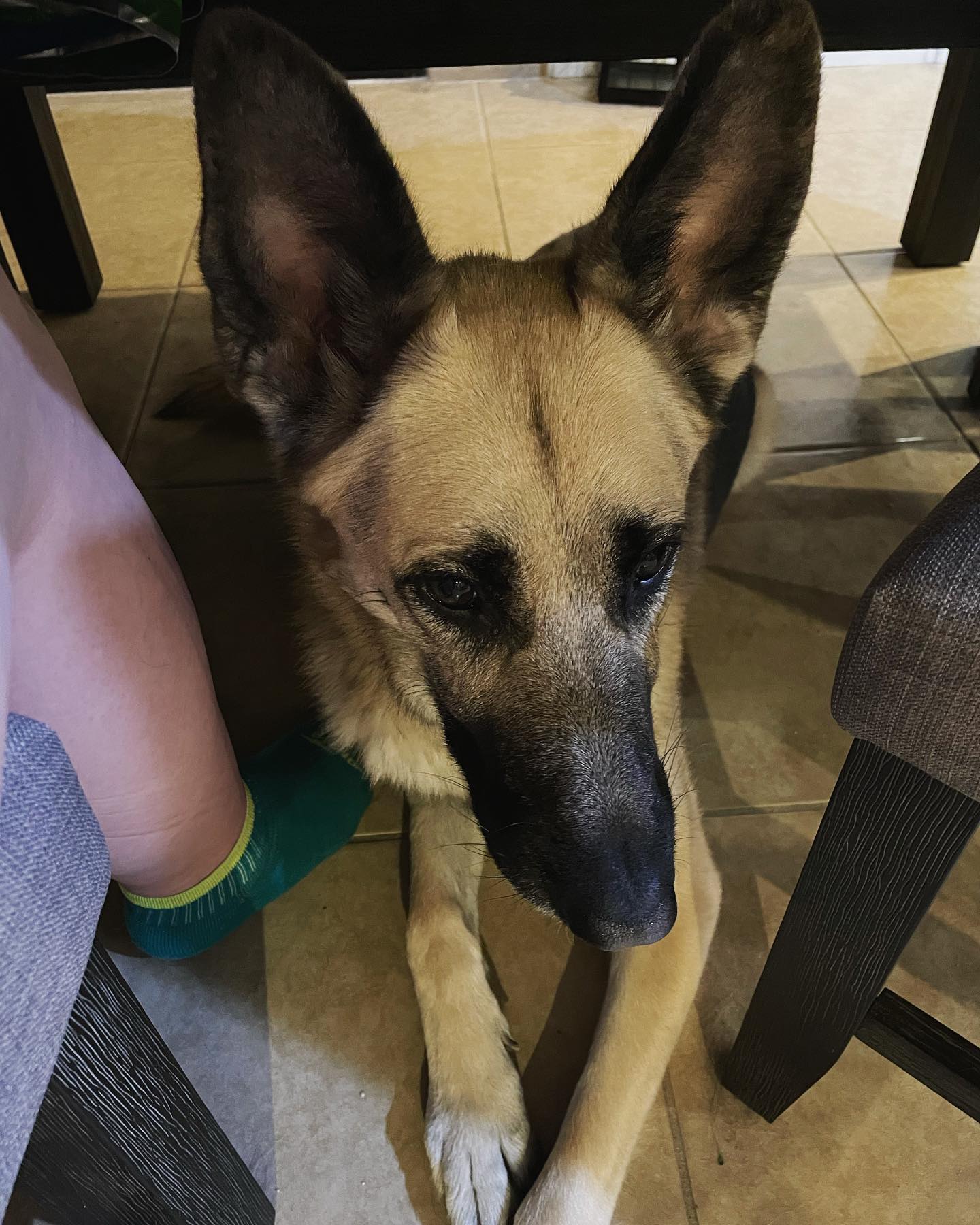 January 30, 2022: Loki’s a silly boy that just found out he can hangout next to Mom under the new dining table 😎⁣ ⁣ #germanshepherd #gsd #gsdlife #gsdofinstagram #germanshepherdof...