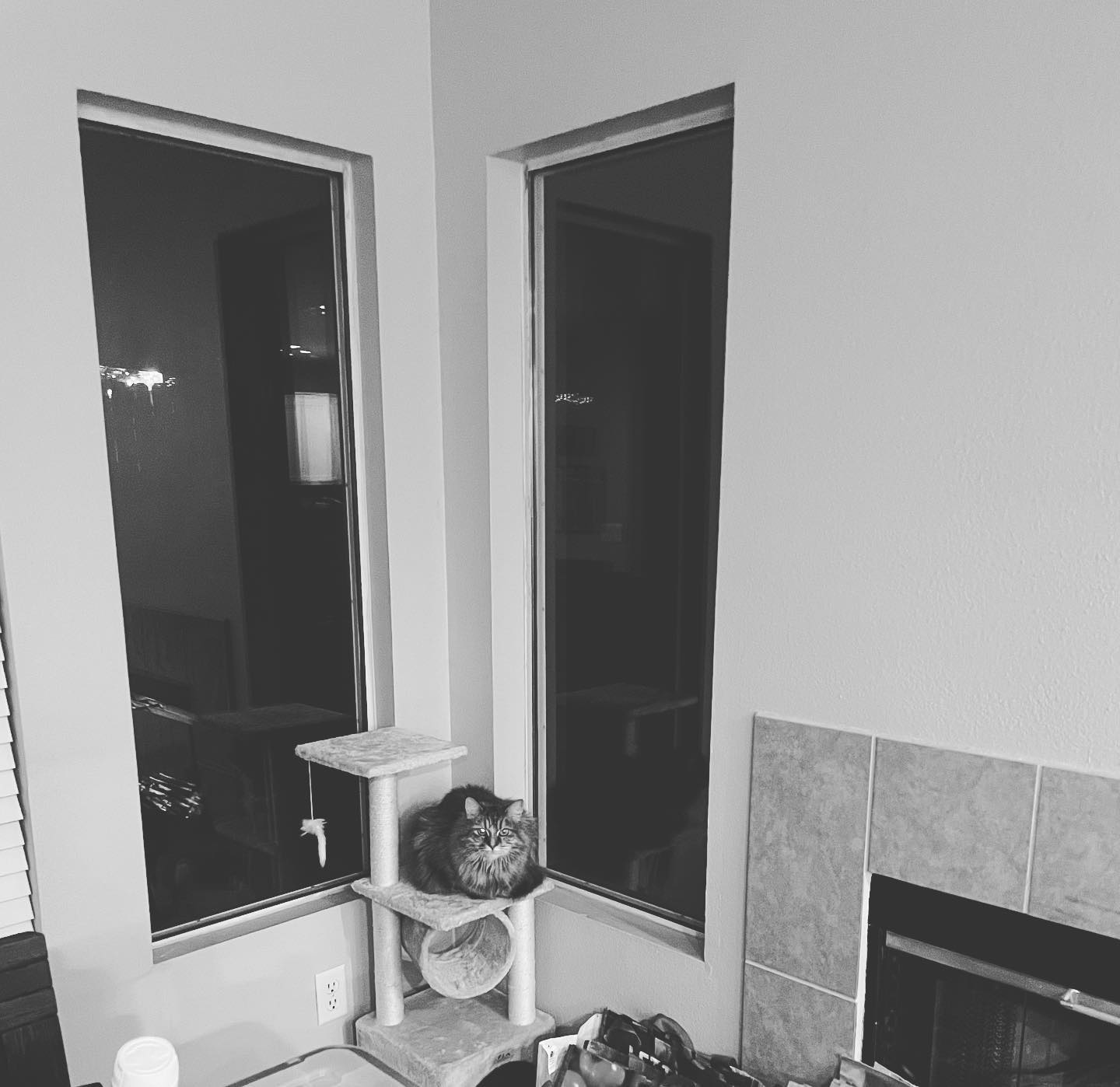 Feb 17, 2022: smol cat, big window⁣ ⁣ #mainecoon (mix 😼) #mainecooncat #mainecoonsofinstagram #catsofinstagram #catstagram #catsofig #catsofinsta #catsontowers #cattower