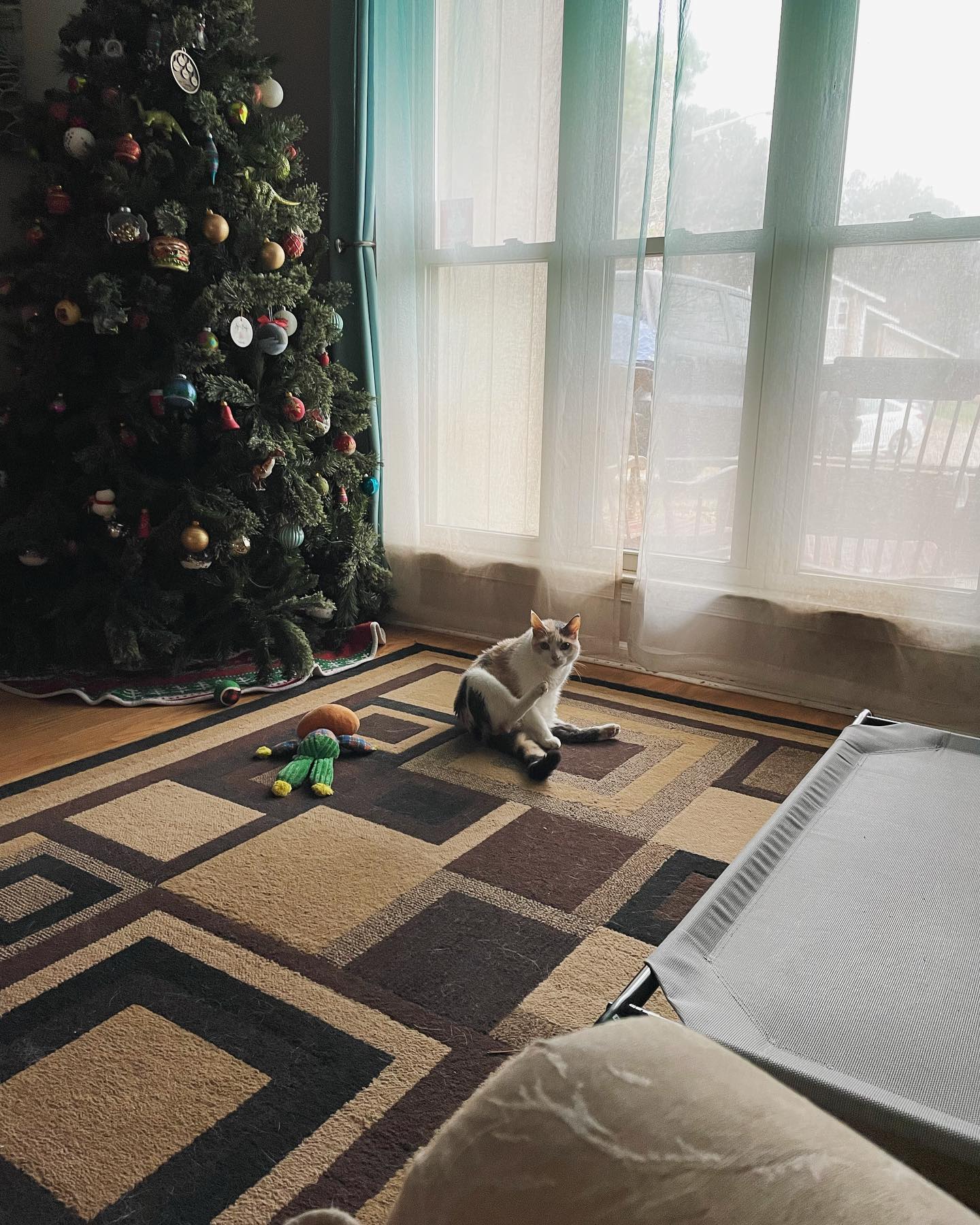 Dec 31, 2021: Raspberry wishing she was an only child. ⁣ She’s less than thrilled when it comes to the dogs, particularly Loki (the German Shepherd) because he can be an a-hole so...