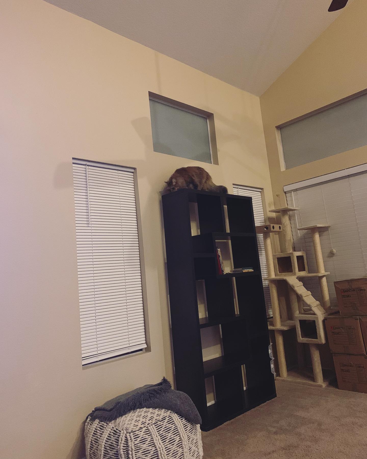 Feb 22, 2022: When Mom’s away, the cats will play… ⁣ ⁣ #mainecoon (mix 😹) #mainecooncat #mainecoonsofinstagram #catsofinstagram #catsofinsta #catstagram #catsofig #catsonbookshelv...