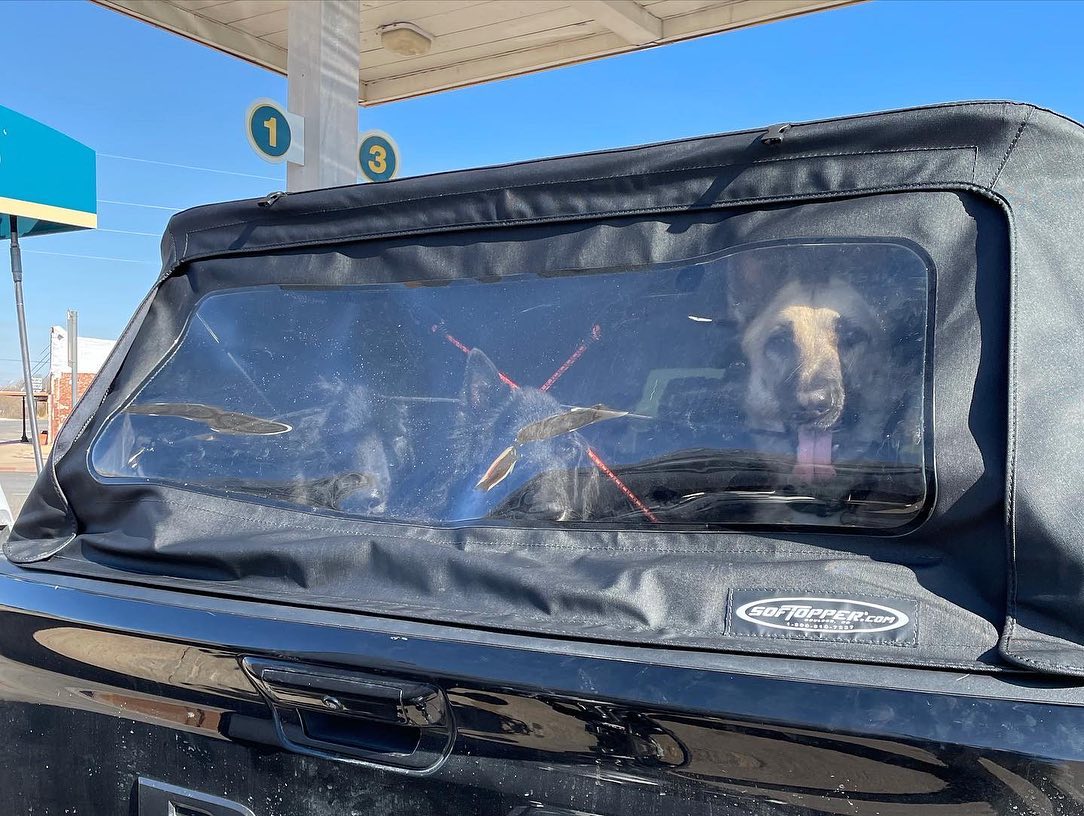 January 19-23, 2022: Cross-country drive from Virginia to Southern California ⁣ ⁣ #germanshepherd #gsd #belgianshepherd #groenendael #dogsofinstagram #dilutedcalico #calicocat #ca...