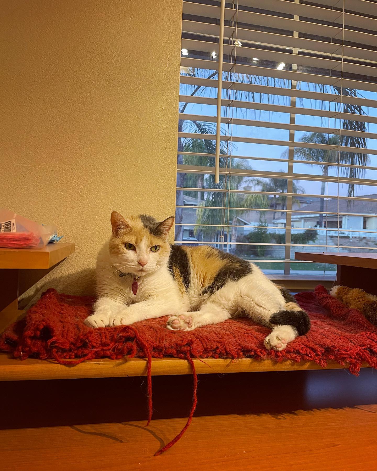 January 27, 2022: Raspberry settling in to the new house ⁣ ⁣ #calico #calicocat #dilutedcalico #dilutecalico #dilutecalicocatsofinstagram #calicocatsofinstagram #catsofinstagram #...