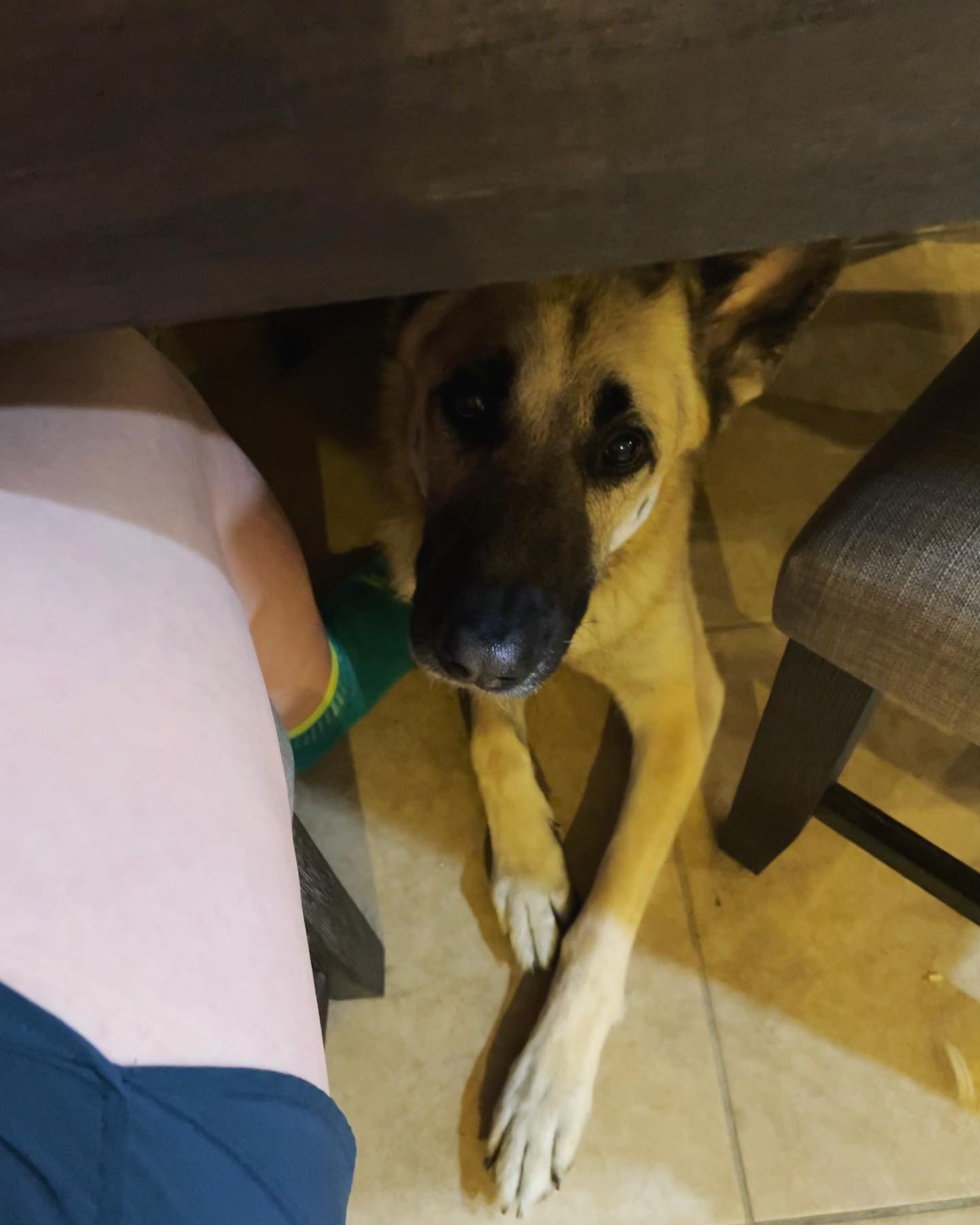 January 30, 2022: Loki’s a silly boy that just found out he can hangout next to Mom under the new dining table 😎⁣ ⁣ #germanshepherd #gsd #gsdlife #gsdofinstagram #germanshepherdof...