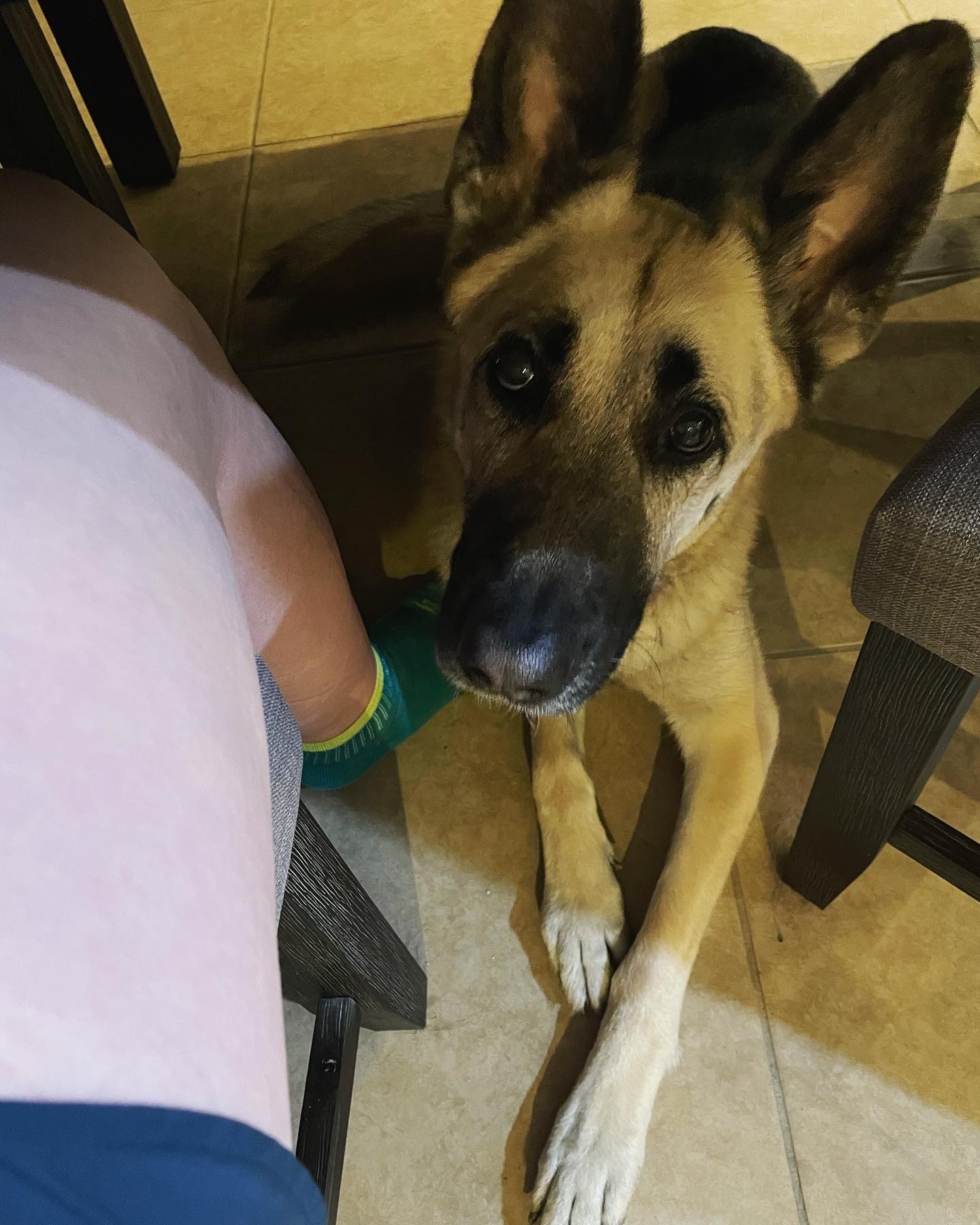 January 30, 2022: Loki’s a silly boy that just found out he can hangout next to Mom under the new dining table 😎⁣ ⁣ #germanshepherd #gsd #gsdlife #gsdofinstagram #germanshepherdof...