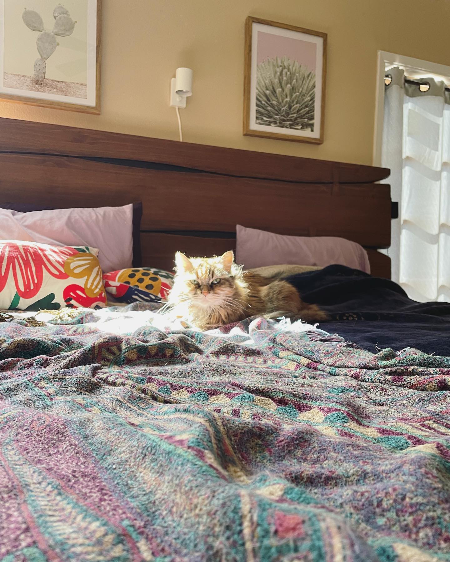 February 16, 2022: little sunbeam 🌞 kitty stealing the bed before I can make it ⁣ ⁣ #mainecoon (mix 😻) #mainecooncat #mainecoonsofinstagram #mainecooncatsofinstagram #catsofinstag...