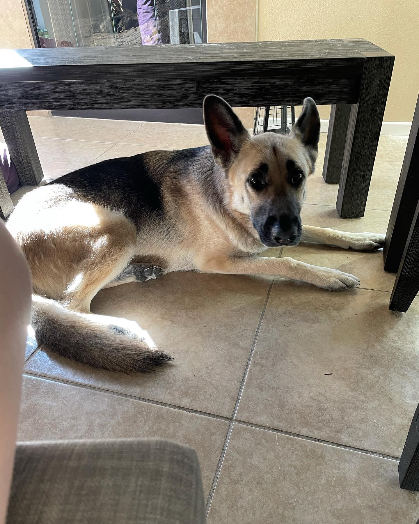 February 13, 2022: he’s just so gosh dang cute 😊 ⁣ ⁣ #germanshepherd #gsd #gsdlove #germanshepherdsofinstagram #gsdofinstagram #dogsofinstagram #dogsofinsta #dogstagram #dogsofig...