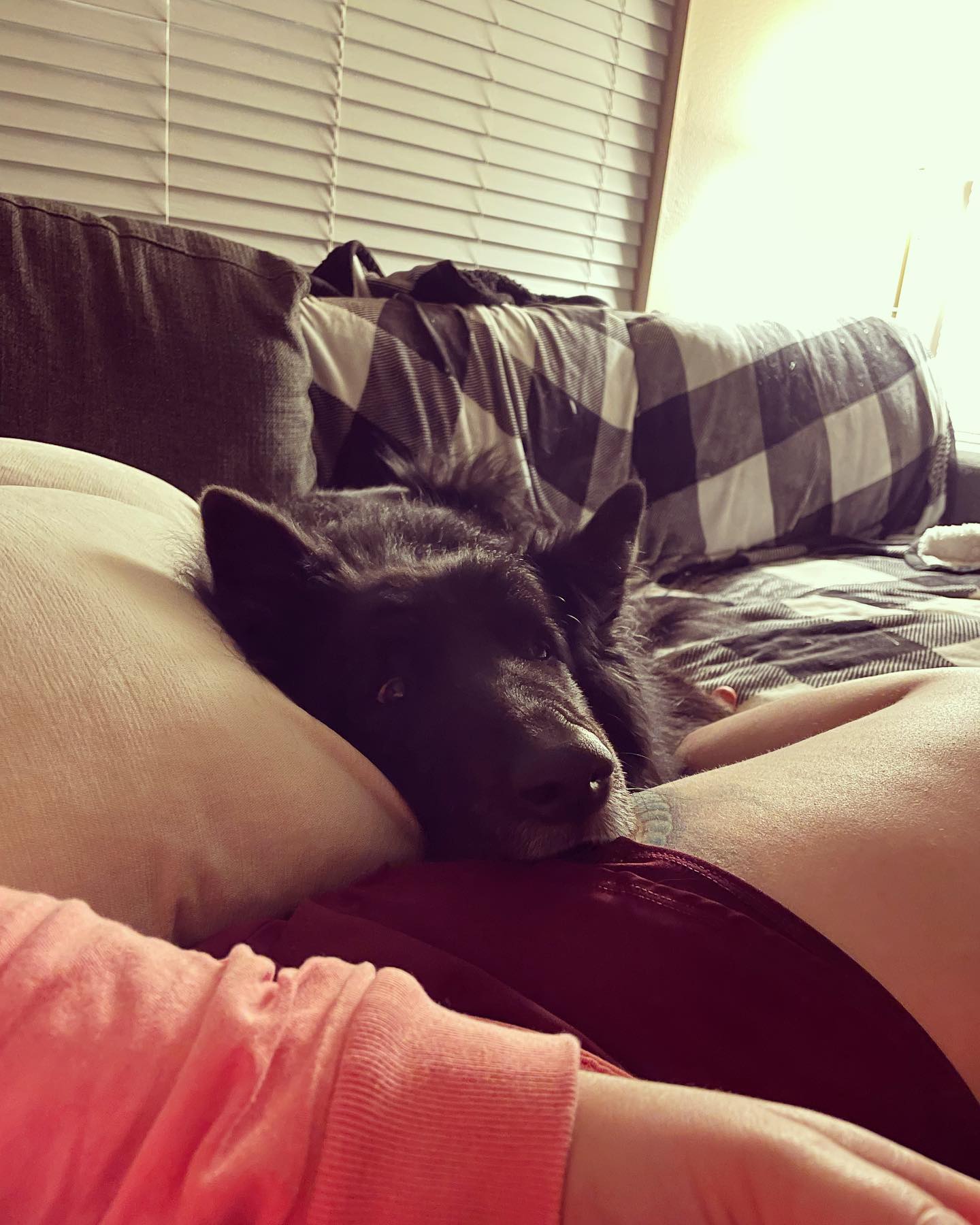 February 14, 2022: Happy Valentine’s Day! ⁣ Love, Sirius and the rest of the @dirtyhelllhounds crew ❤️ ⁣ ⁣ #belgianshepherd #belgianshepherdgroenendael #groenendael #belgiansheper...