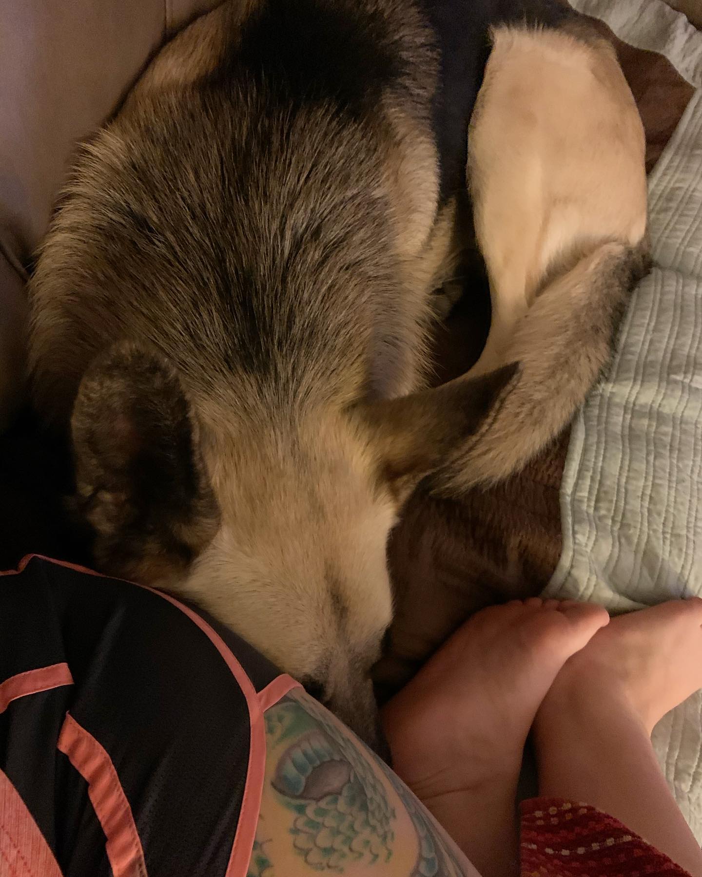 2020: The only reason I miss that old, beat up couch is because of this. ⁣ I call this the “Loki the butt nuzzler” chronicles 🍑⁣ ⁣ #germanshepherd #gsd #gsdlove #gsdlife #gsdofins...