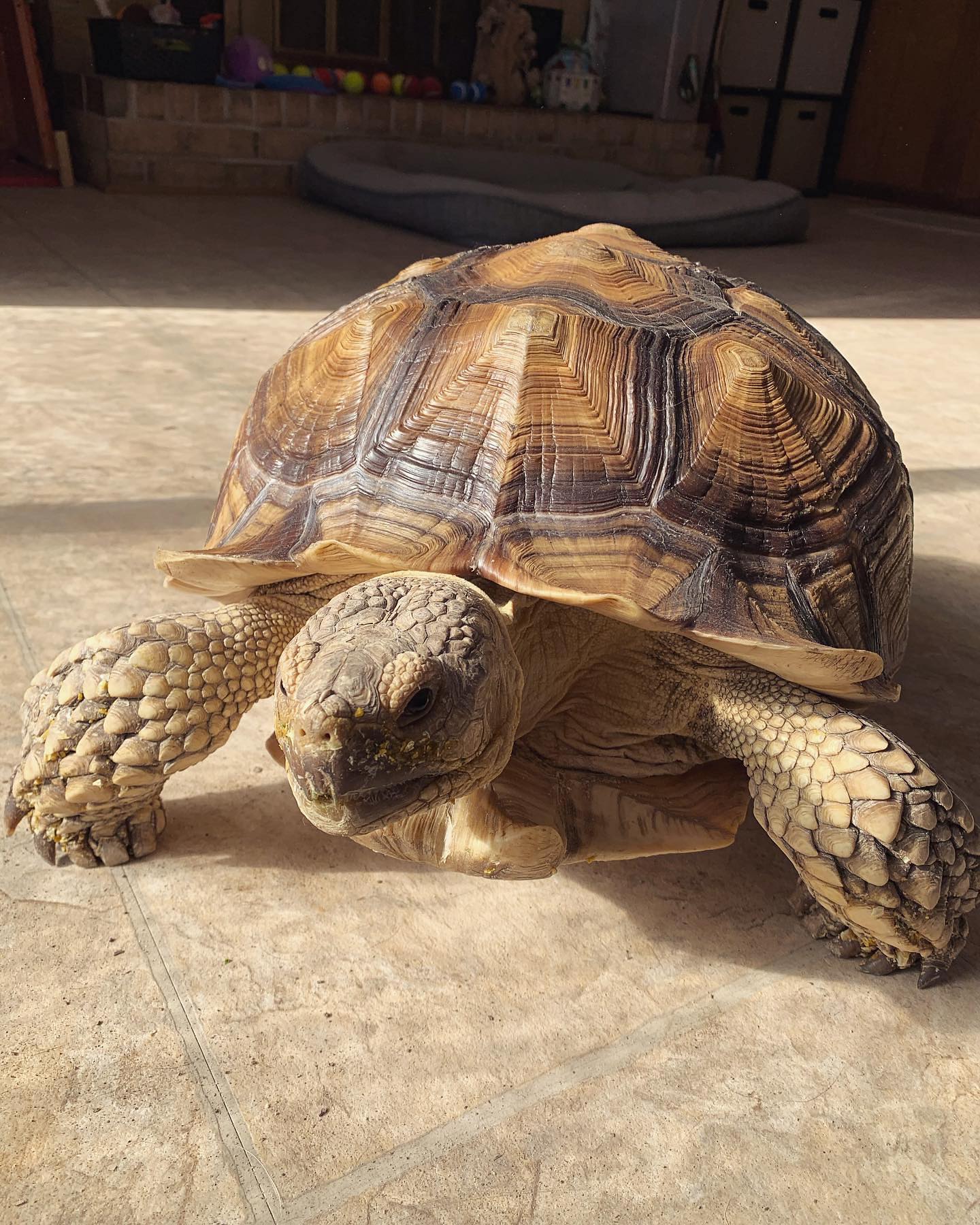 🐢⁣⁣⁣⁣⁣ My name is Turk Turkleton! ⁣⁣⁣⁣⁣ My nickname is: ⁣⁣⁣⁣⁣Turky-durky My breed is: ⁣⁣⁣⁣⁣African Sulcata My age is: ⁣⁣⁣⁣⁣estimated 10 years (unknown) My favorite human food is:...