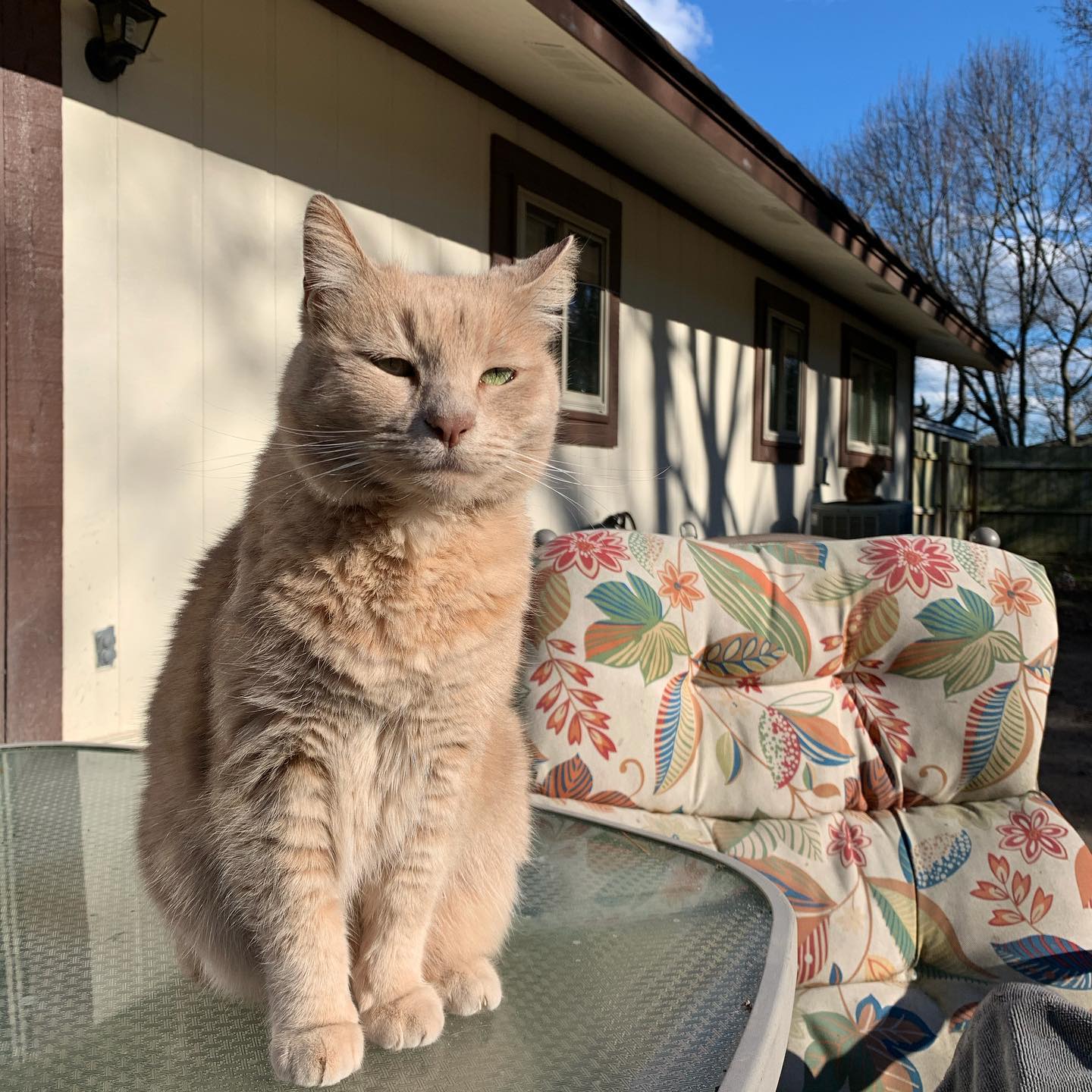 😻⁣⁣⁣ My name is Rajah! ⁣⁣⁣ My nickname is: ⁣⁣⁣Rajie, Princess Rajah, Rajah the explora My breed is: ⁣⁣⁣Orange tabby My age is: ⁣⁣⁣estimated 13 years (unknown) My favorite human fo...