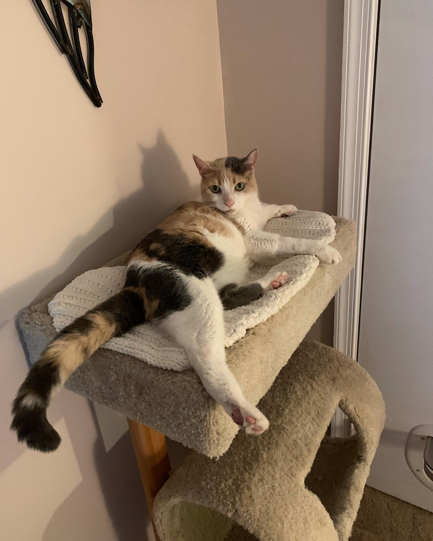 🐈⁣⁣⁣⁣ My name is ⁣⁣⁣⁣Raspberry! My nickname is: Razz, Razzle-dazzle, Razzle girl, cüntberry 🔞⁣⁣⁣⁣ My breed is: ⁣⁣⁣⁣Diluted calico My age is: ⁣⁣⁣⁣estimated 14 years (unknown) My fa...