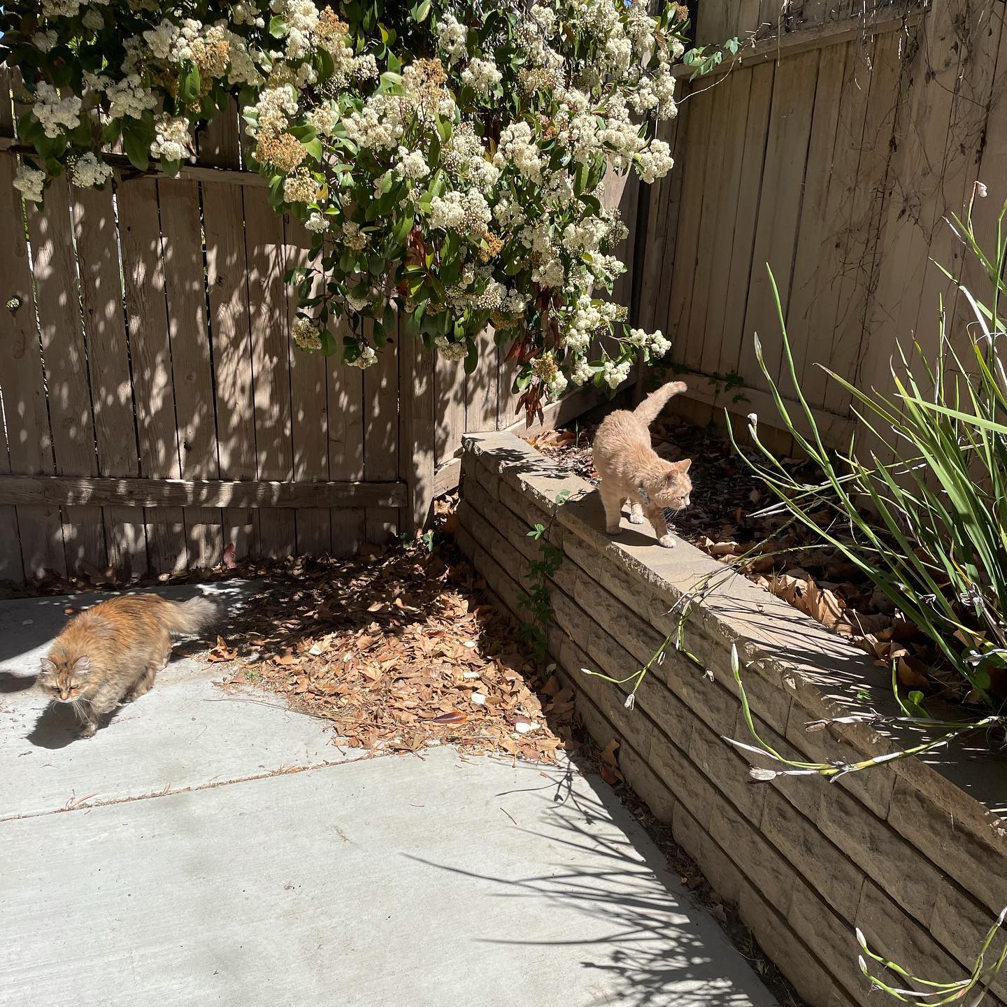 Mar 27, 2022: 📢 Sound on! Gypsy, Rajah, and Raspberry all got some California sun 🌞 today.⁣ Raspberry especially was enjoying some sunbathing 👙 ⁣ ⁣ #catsofinstagram #catsofinsta #...