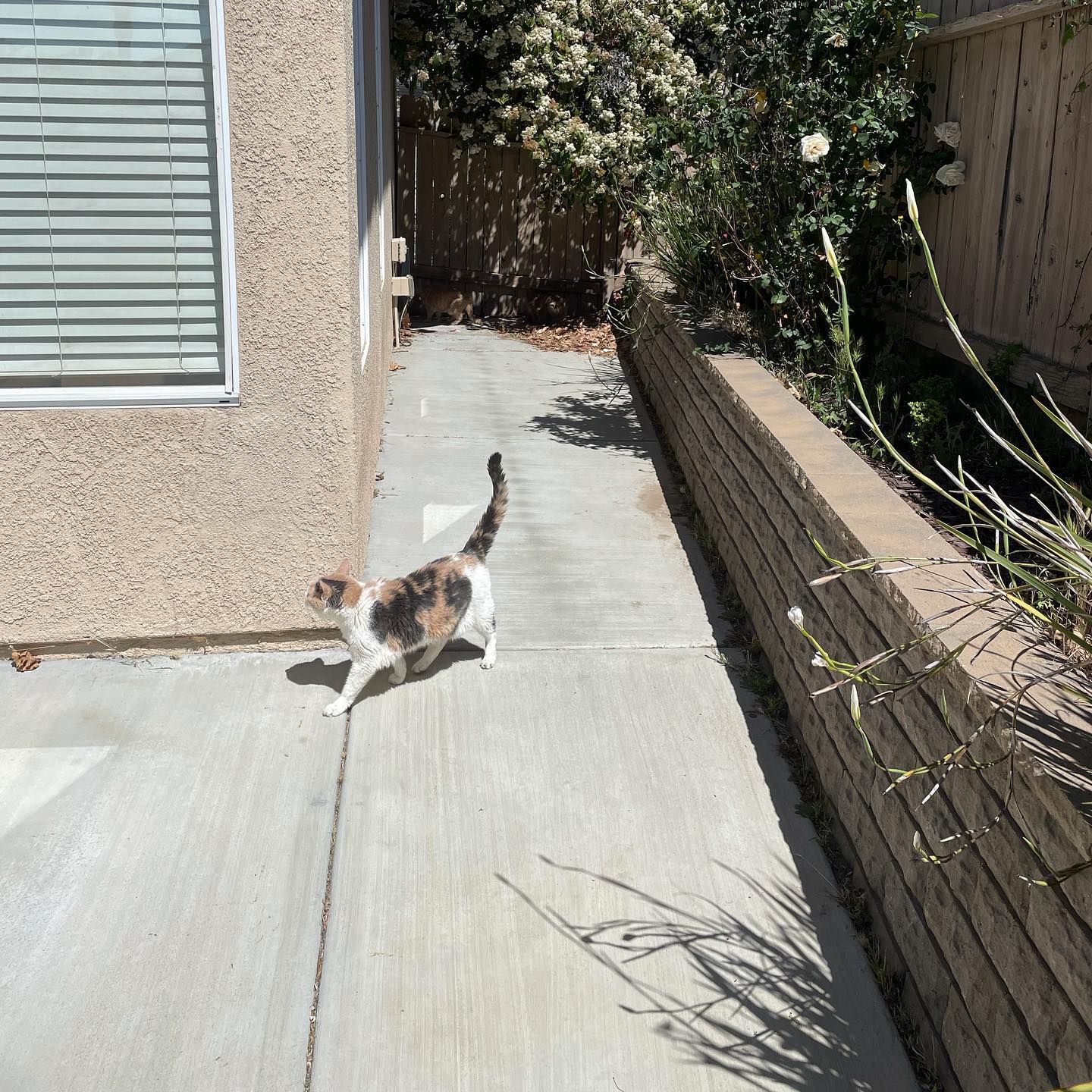 Mar 27, 2022: 📢 Sound on! Gypsy, Rajah, and Raspberry all got some California sun 🌞 today.⁣ Raspberry especially was enjoying some sunbathing 👙 ⁣ ⁣ #catsofinstagram #catsofinsta #...