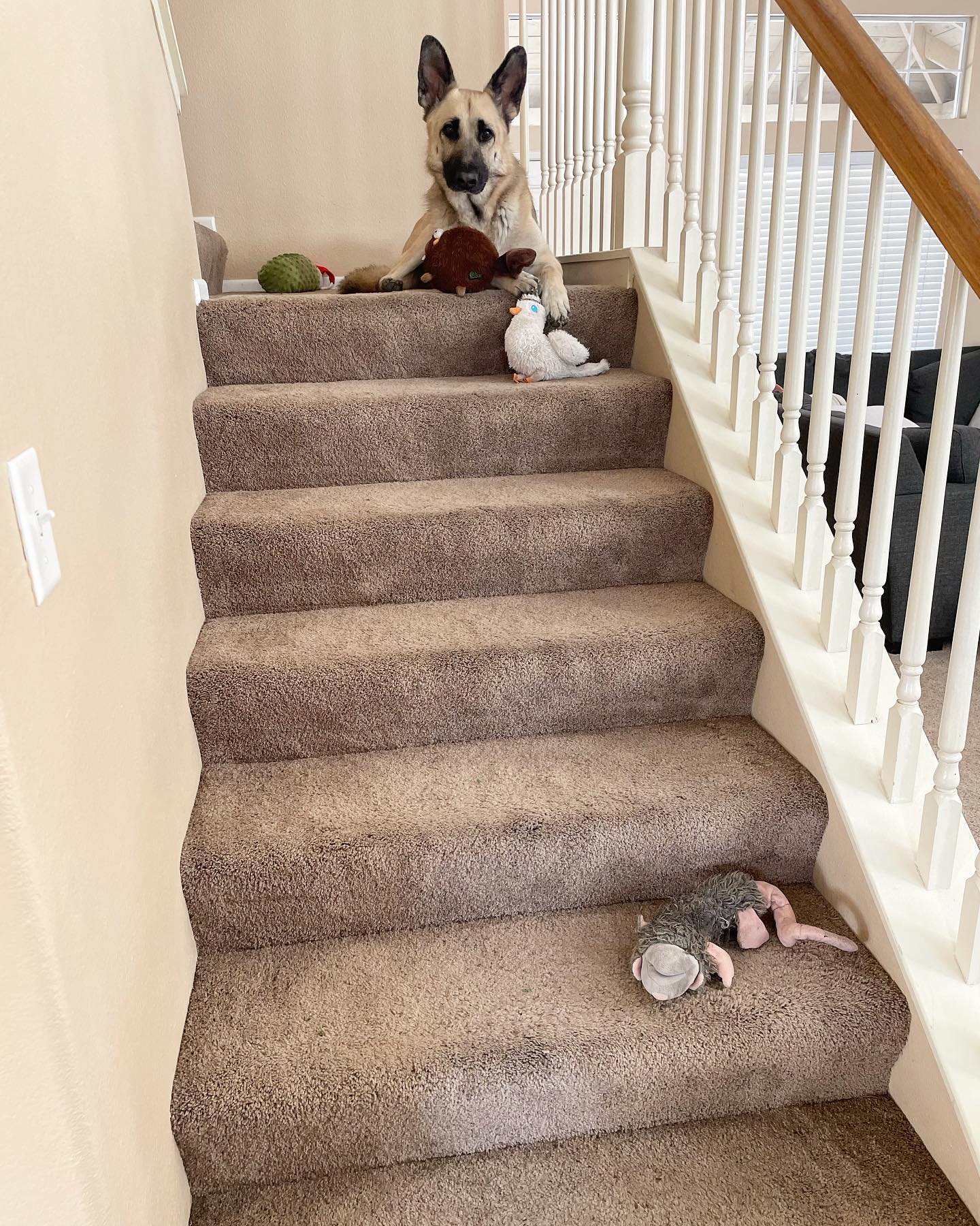Mar 25, 2022: Momma- “Loki, how many toys do you have up there with you?” ⁣ The answer was 4 😂 ⁣ ⁣ #germanshepherd #gsd #gsdlove #gsdlife #gsdofig #gsdofinstagram #germanshepherds...