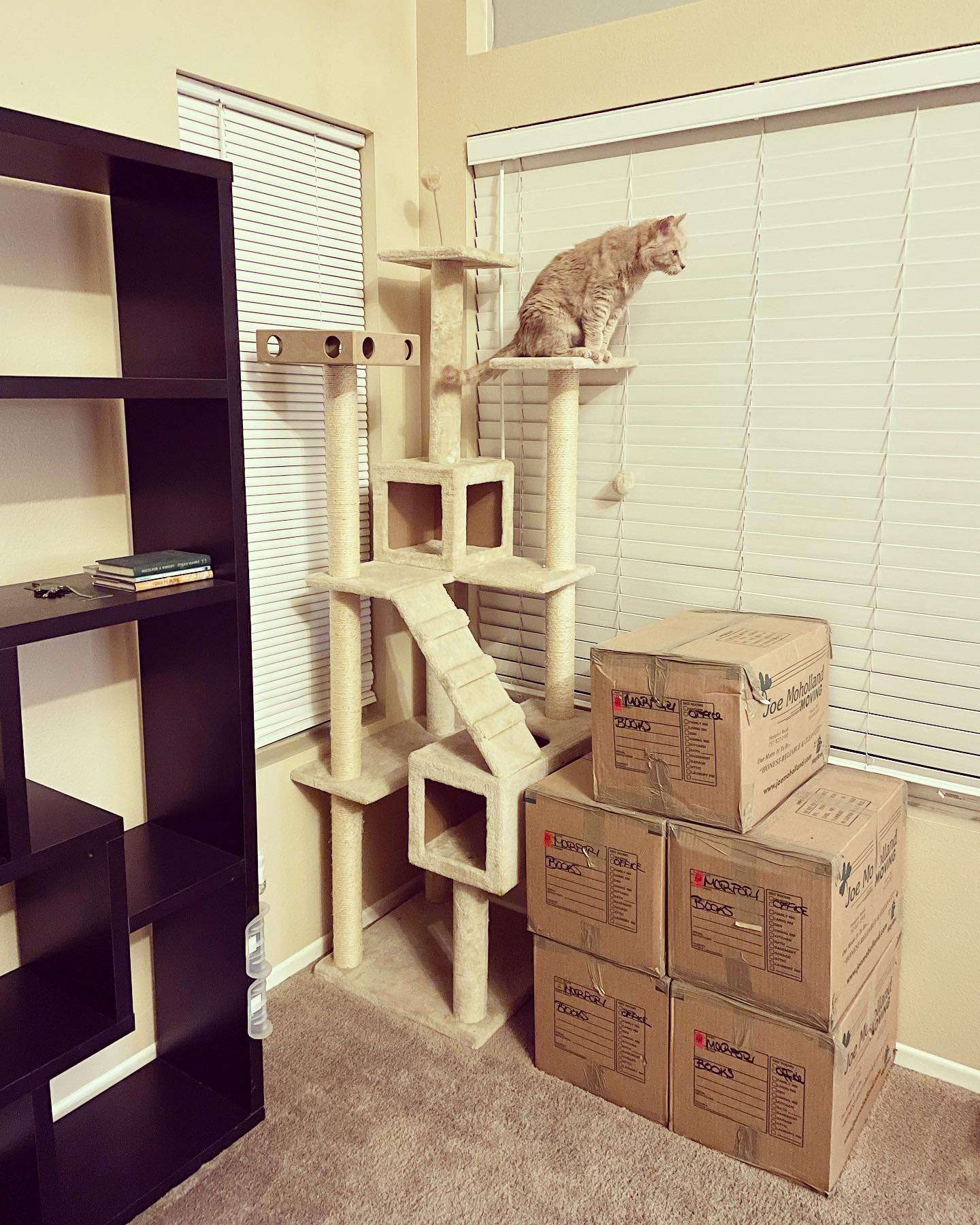 Mar 3, 2022: Rajah - “Soooooo Mom, ya ever gonna unpack these books, or is it another cat tower for me?” 📚⁣ ⁣ #orangecat #orangetabby #orangetabbycat #orangetabbycatsofinstagram #...