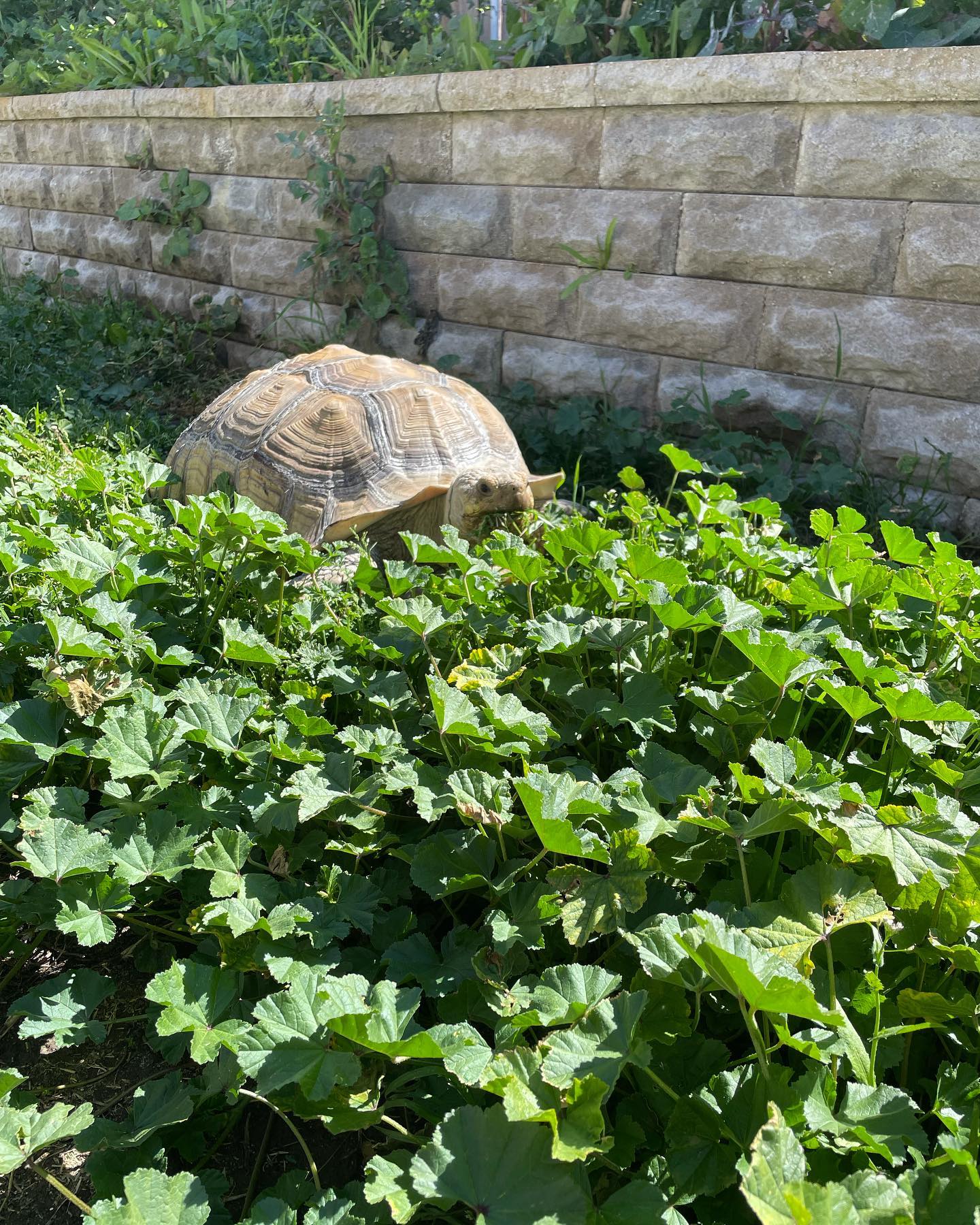 Mar 14, 2022: Turk Turkleton, yard work specialist 🐢⁣ ⁣ #africansulcata #sulcata #sulcatatortoise #spurredtortoise #tortoise #tortoisesofinstagram #sulcatasofinstagram #africansul...