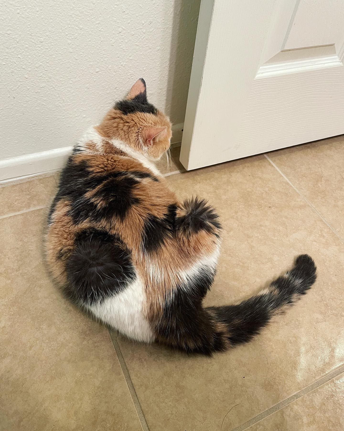 Mar 3, 2022: Raspberry found the secret portal behind the bathroom door 😱⁣ ⁣ #calico #calicocat #dilutedcalico #dilutecalico #dilutecalicocatsofinstagram #calicocatsofinstagram #c...