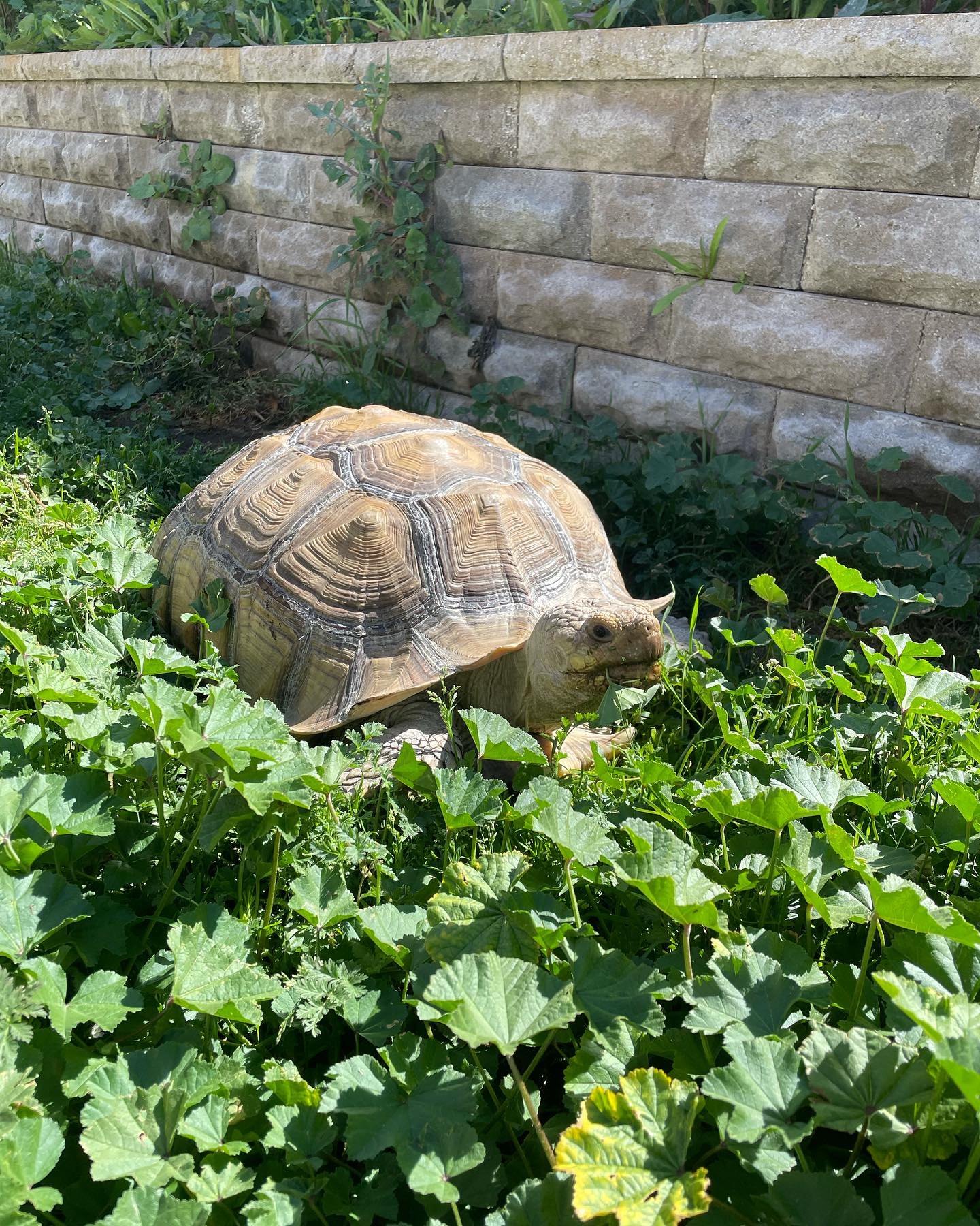 Mar 14, 2022: Turk Turkleton, yard work specialist 🐢⁣ ⁣ #africansulcata #sulcata #sulcatatortoise #spurredtortoise #tortoise #tortoisesofinstagram #sulcatasofinstagram #africansul...