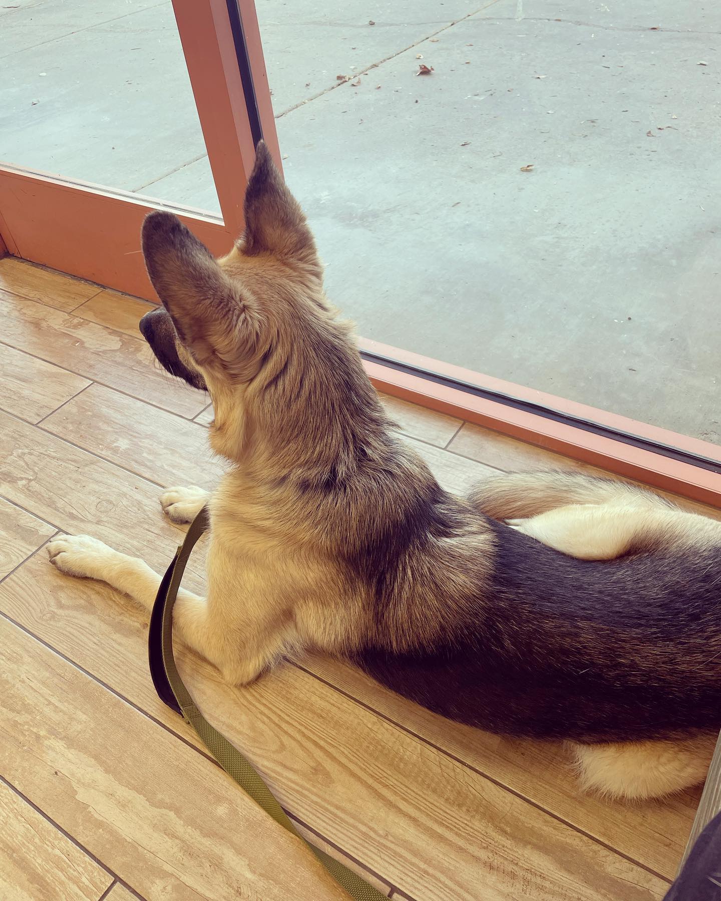 Mar 21, 2022: Loki torture time ⁣ ⁣ #germanshepherd #gsd #gsdlove #gsdlife #gsdofinstagram #germanshepherdsofinstagram #dogsofinstagram #dogsofinsta #dogsofig #dogstagram #dogsatt...