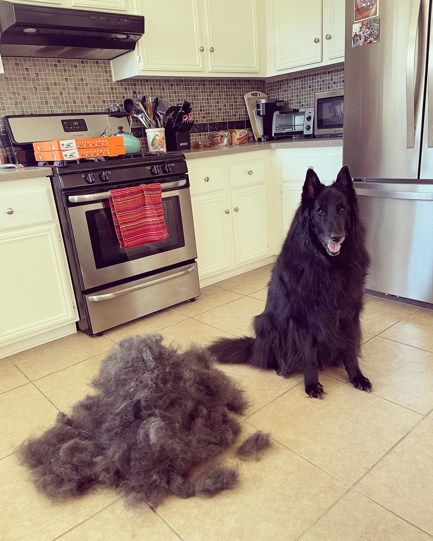 Mar 14, 2022: 𝘱𝘢𝘮𝘱𝘦𝘳𝘦𝘥 💅🏻⁣ ⁣ #belgianshepherd #belgianshepherdgroenendael #groenendael #groenendaelsofinstagram #belgianshepherdsofinstagram #dogsofinstagram #dogsofinsta #dogsofi...
