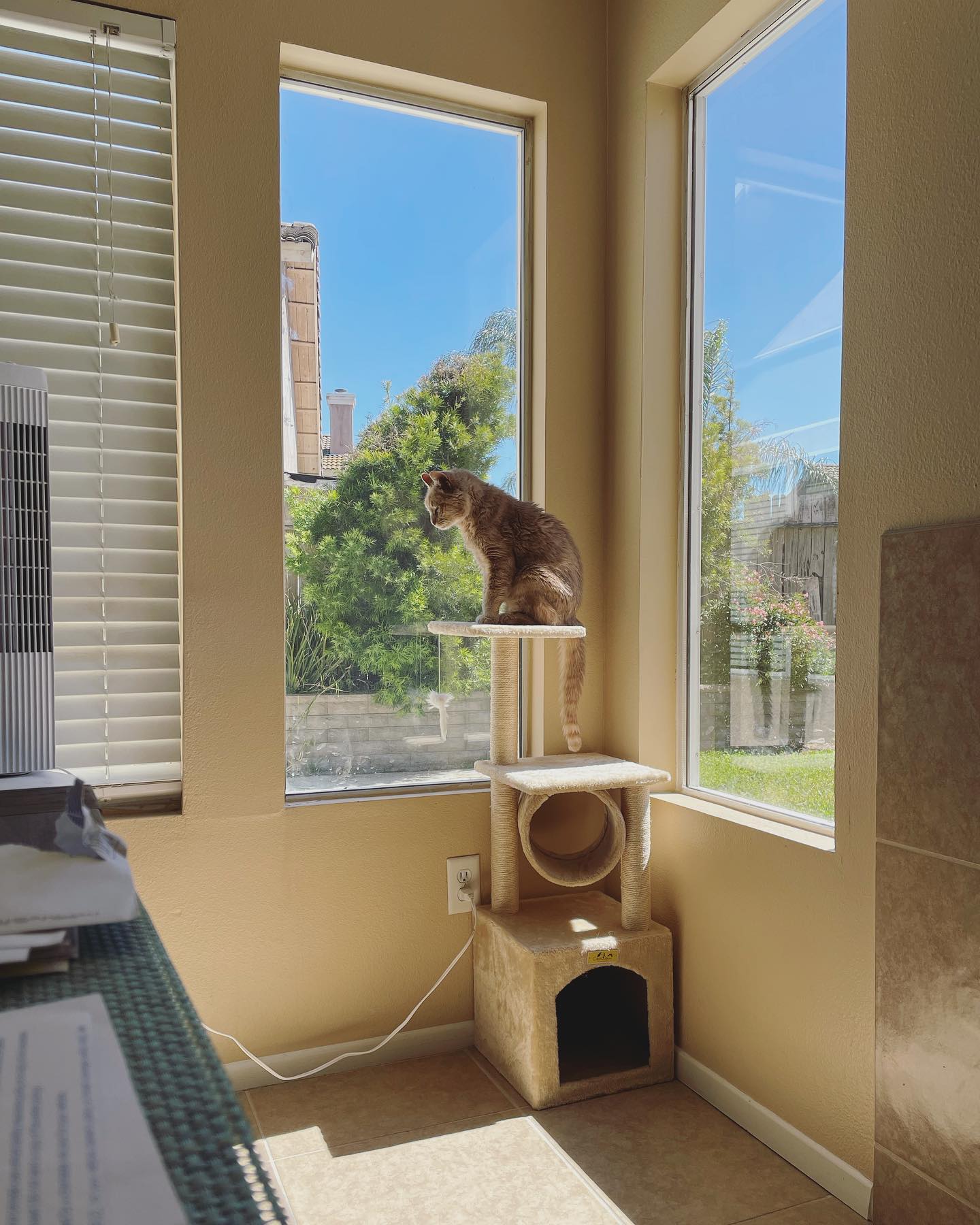 Mar 26, 2022: 𝘳𝘦𝘨𝘢𝘭⁣ ⁣ #orangetabby #orangetabbycat #orangecat #tabby #tabbycat #orangecatsofinstagram #orangetabbycatsofinstagram #tabbycatsofinstagram #catsofinstagram #catsofin...